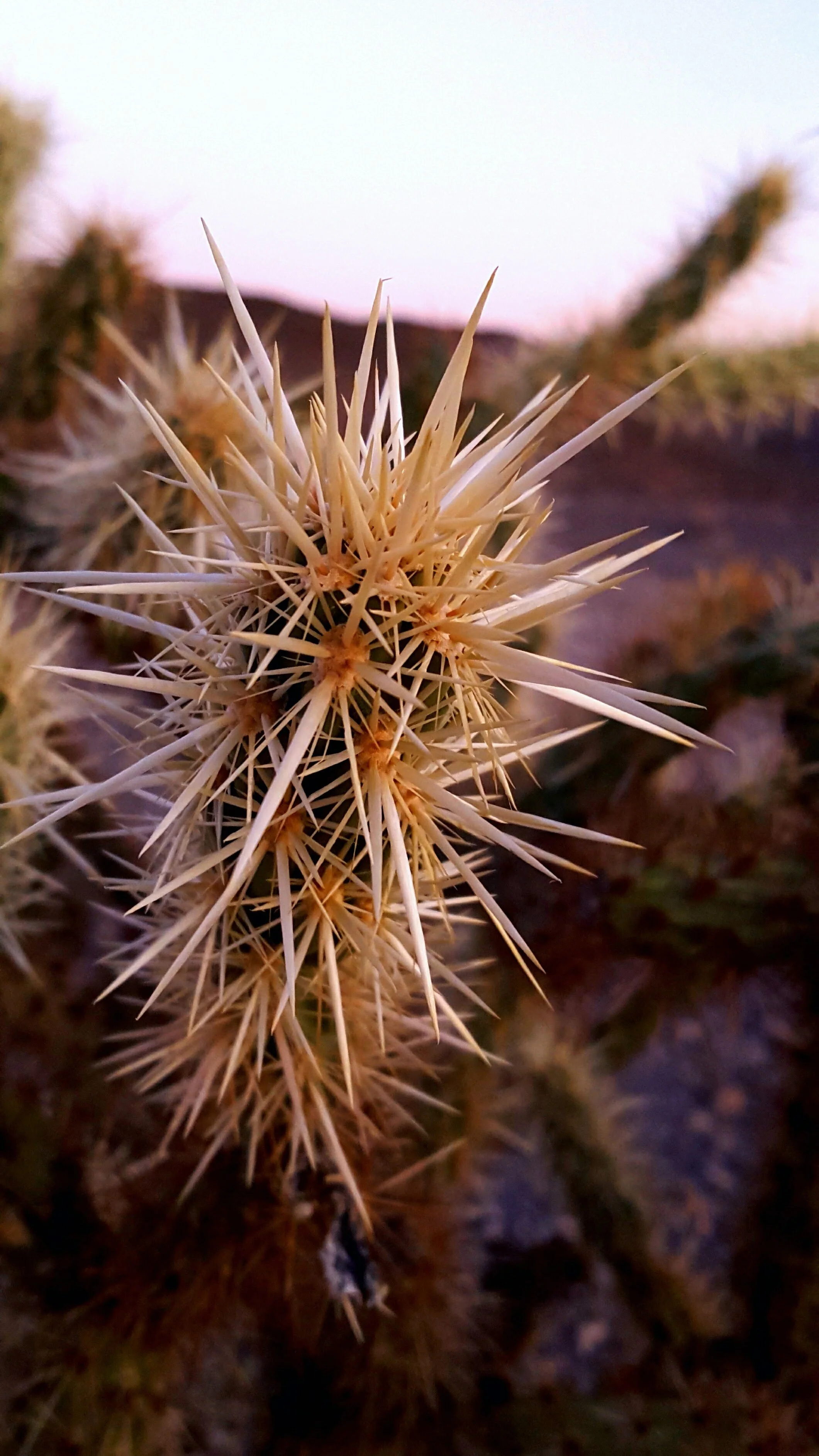 Desert Solitude - cactus - Geoff Rhodes (30).jpg