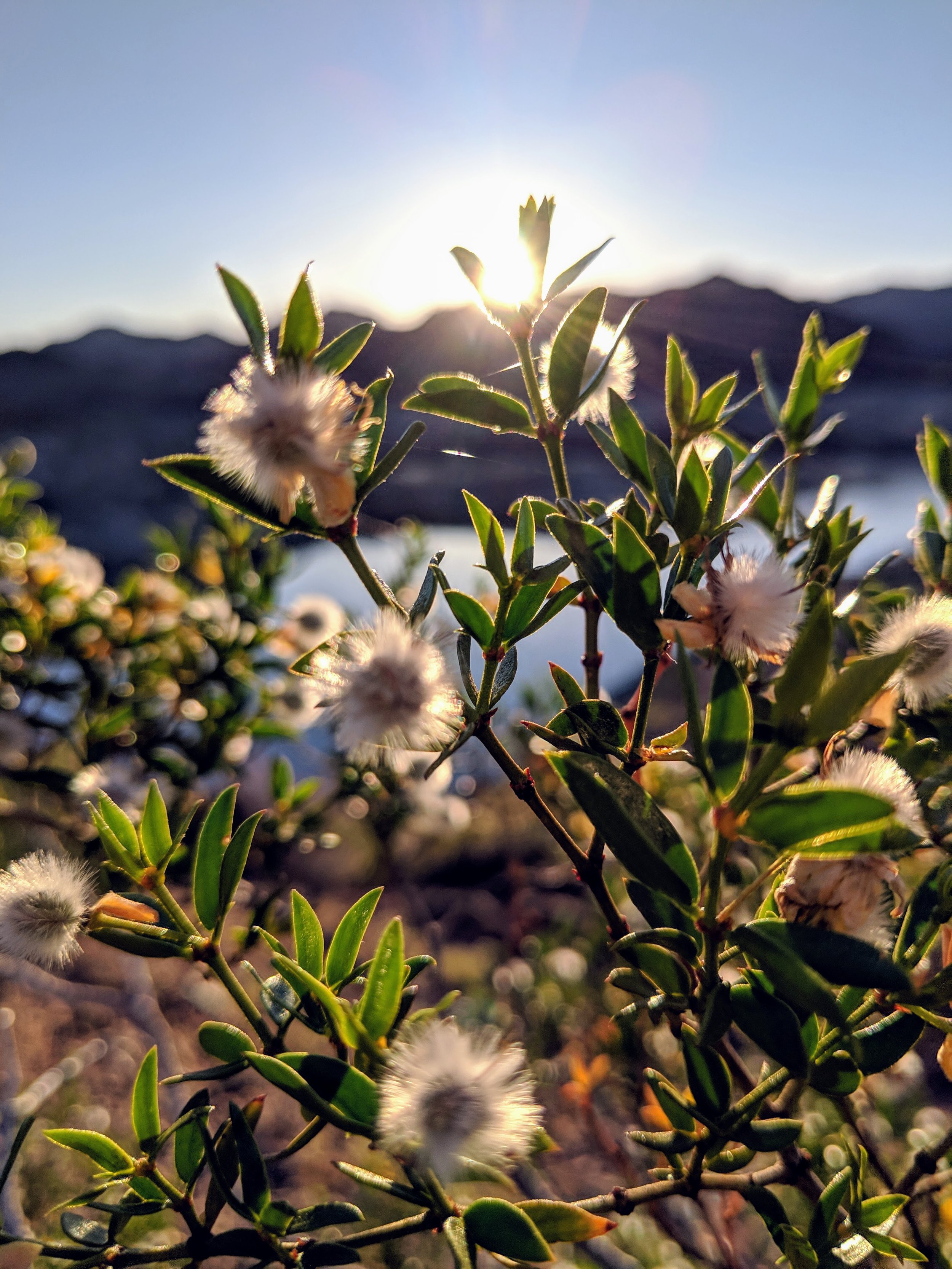 Flora - White - Geoff Rhodes (3).jpg