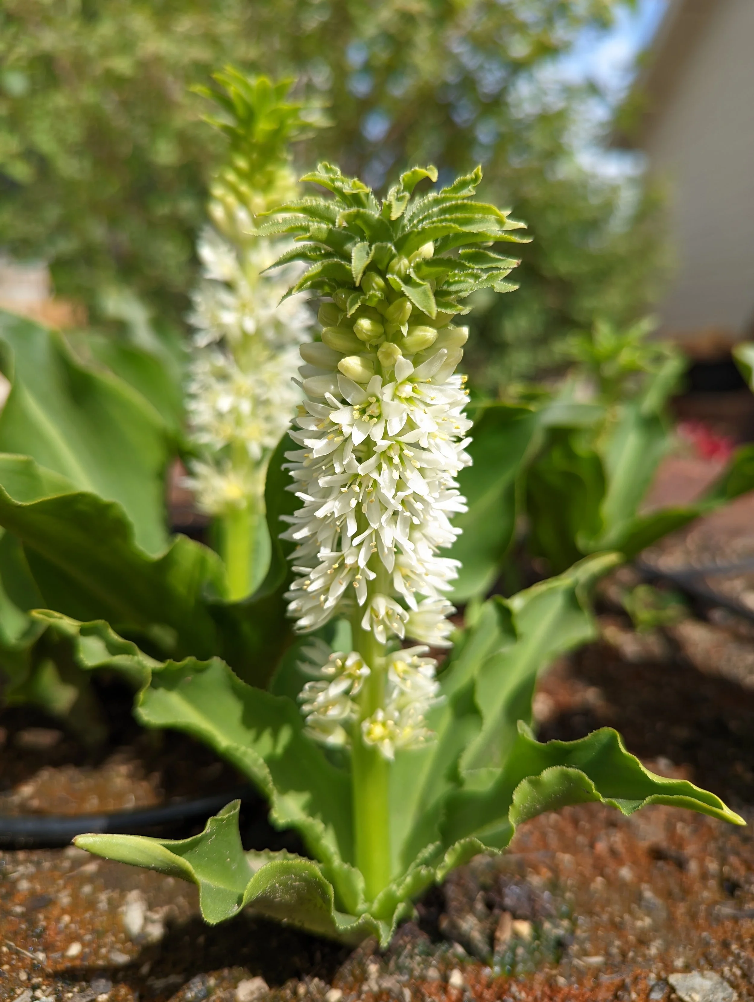 Flora - White - Geoff Rhodes (6).jpg