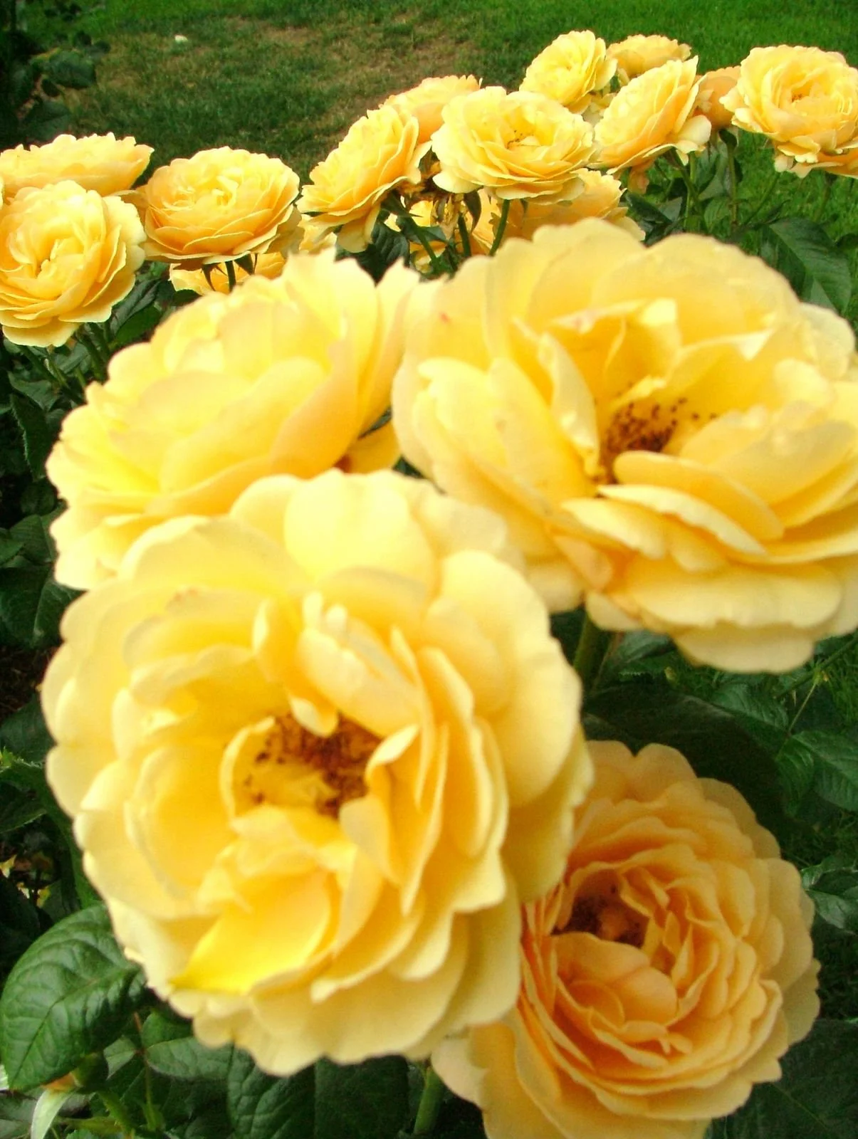 Flora - Yellow - Geoff Rhodes (9).JPG