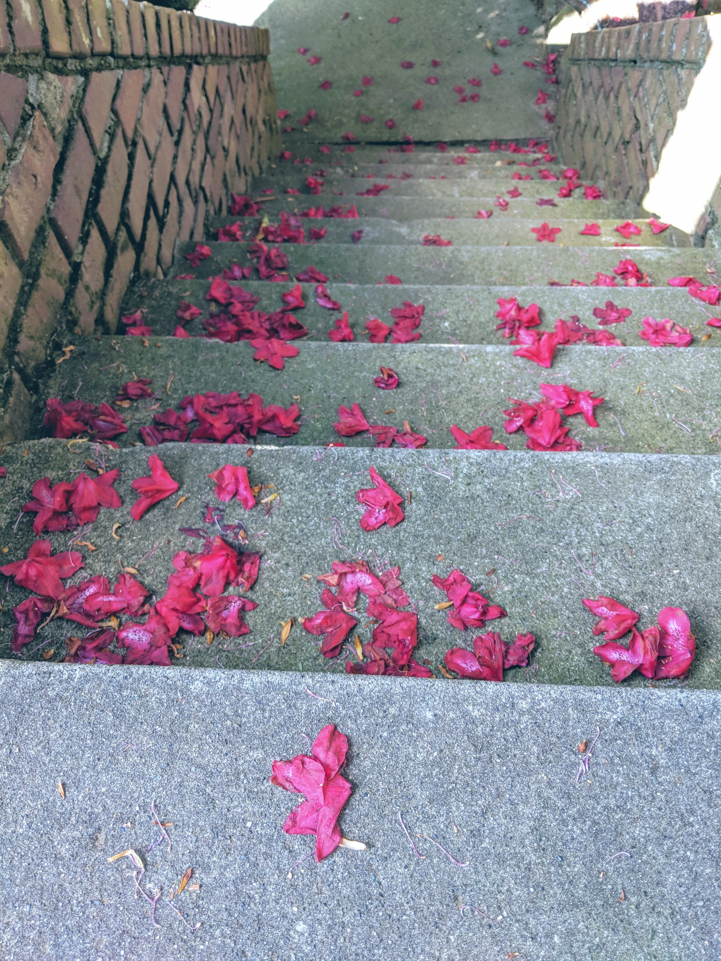 Flora - Pink - Geoff Rhodes (3).jpg