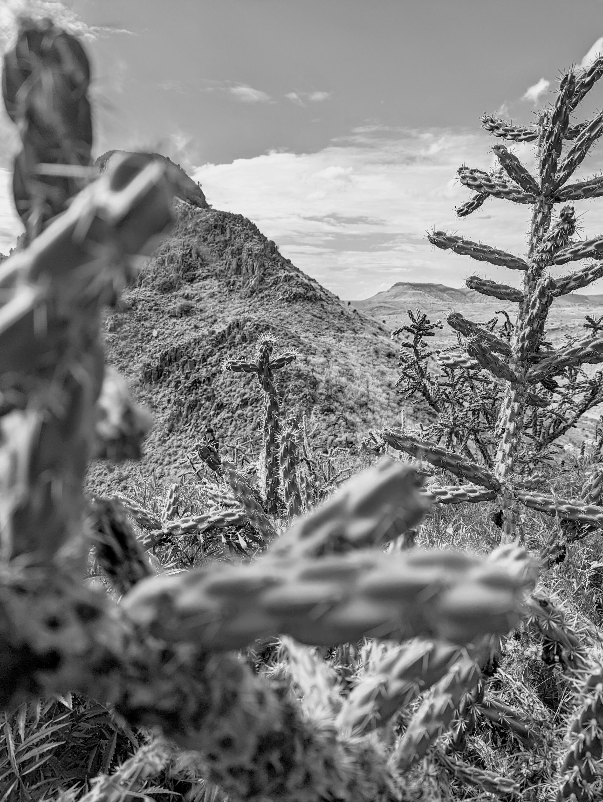 Desert Solitude - cactus - Geoff Rhodes (11).jpg