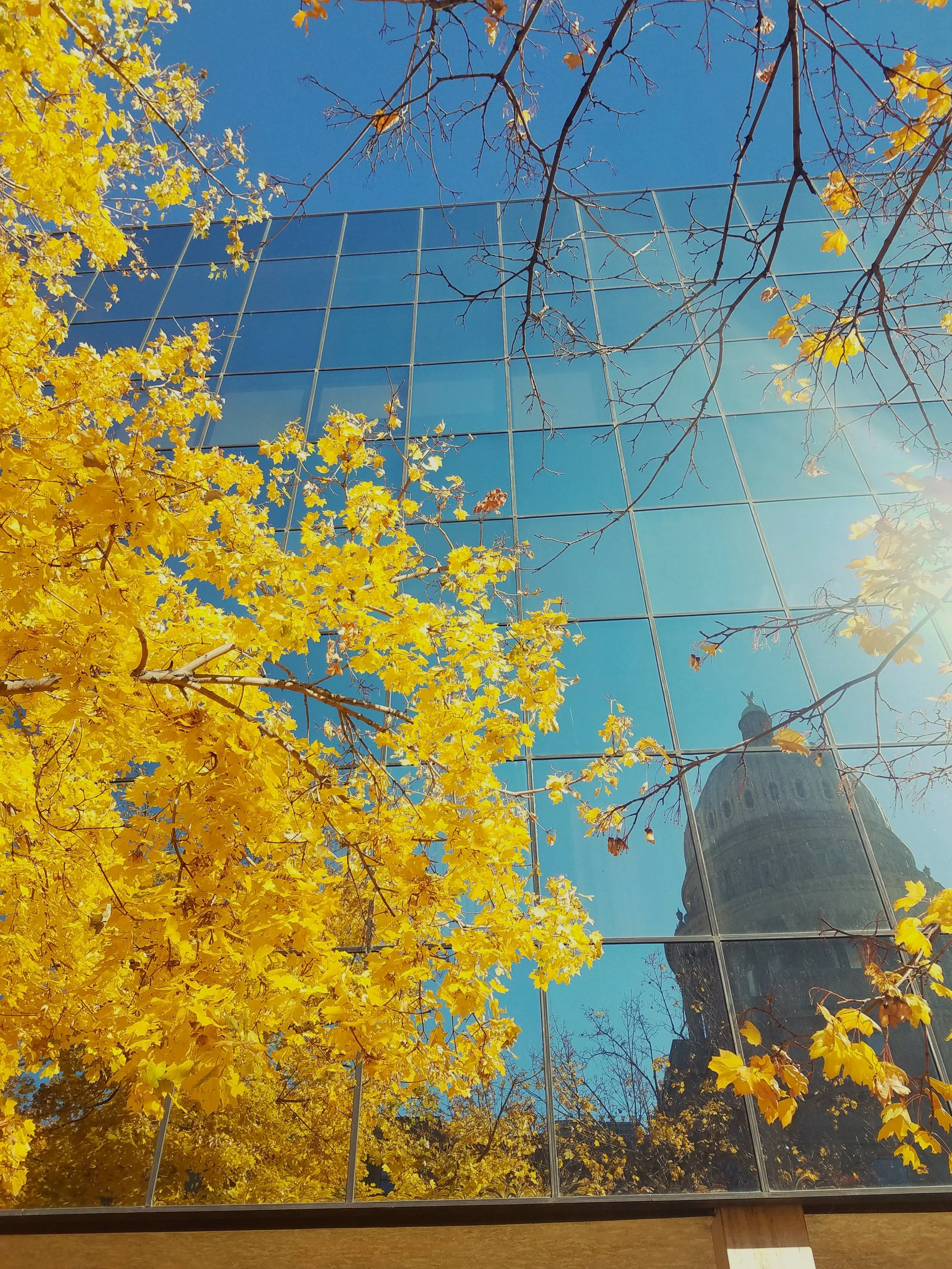 Flora - Yellow - Geoff Rhodes (6).jpg