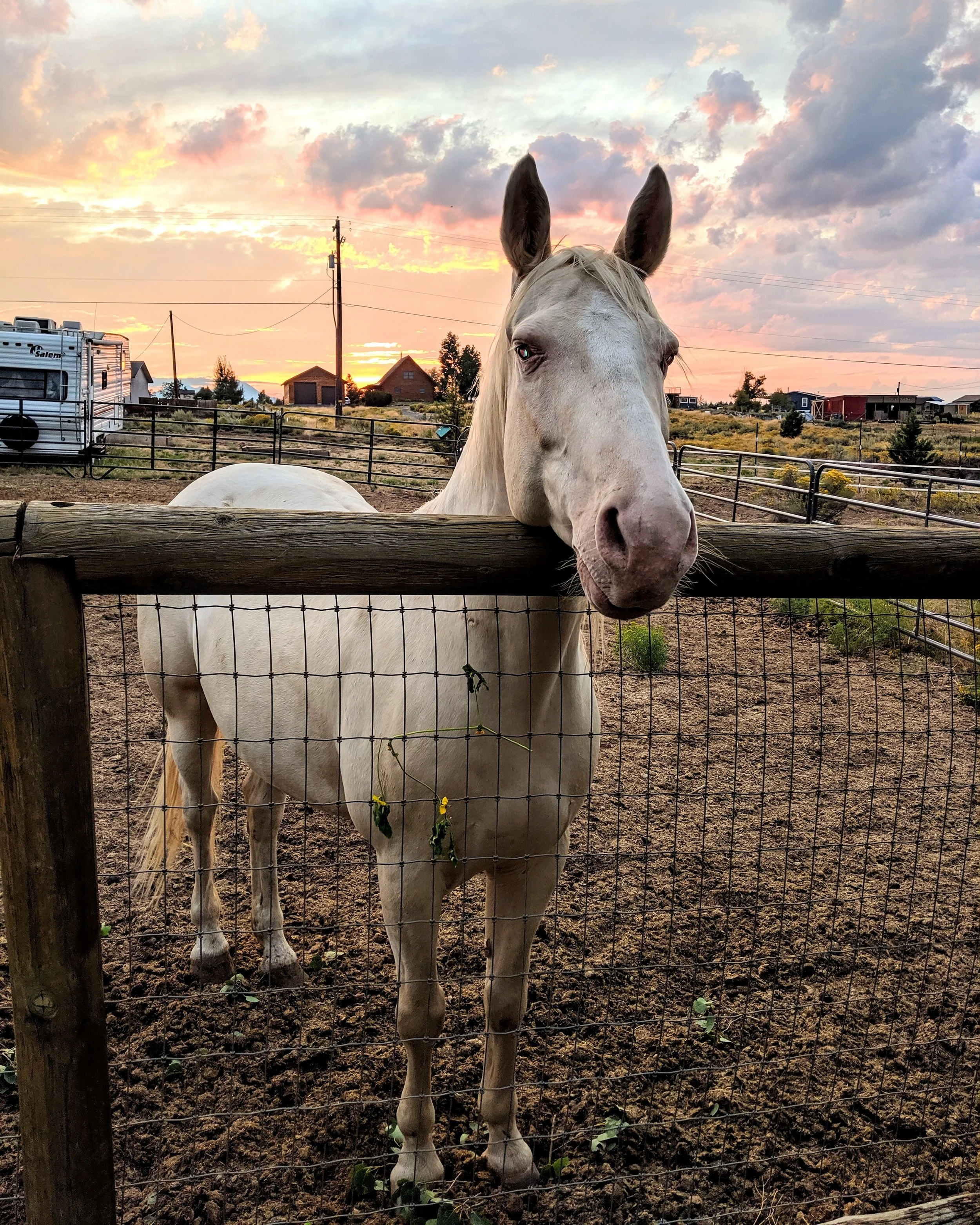 Fauna - Geoff Rhodes (10).jpg