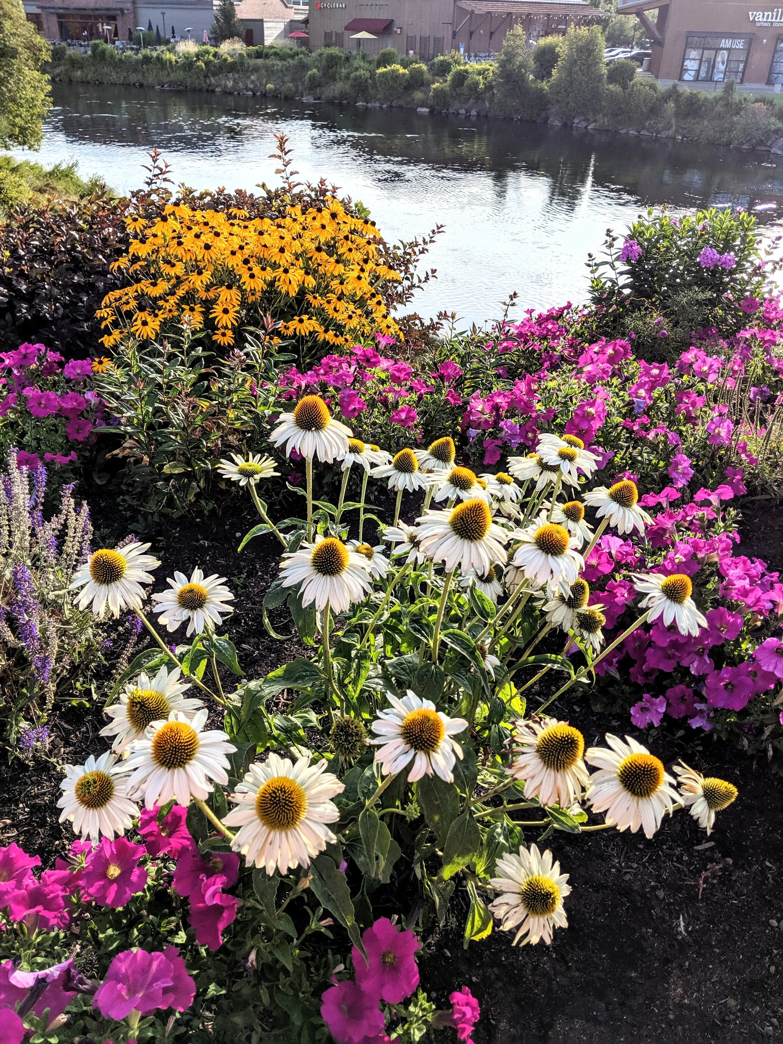 Flora - purple - Geoff Rhodes (16).jpg