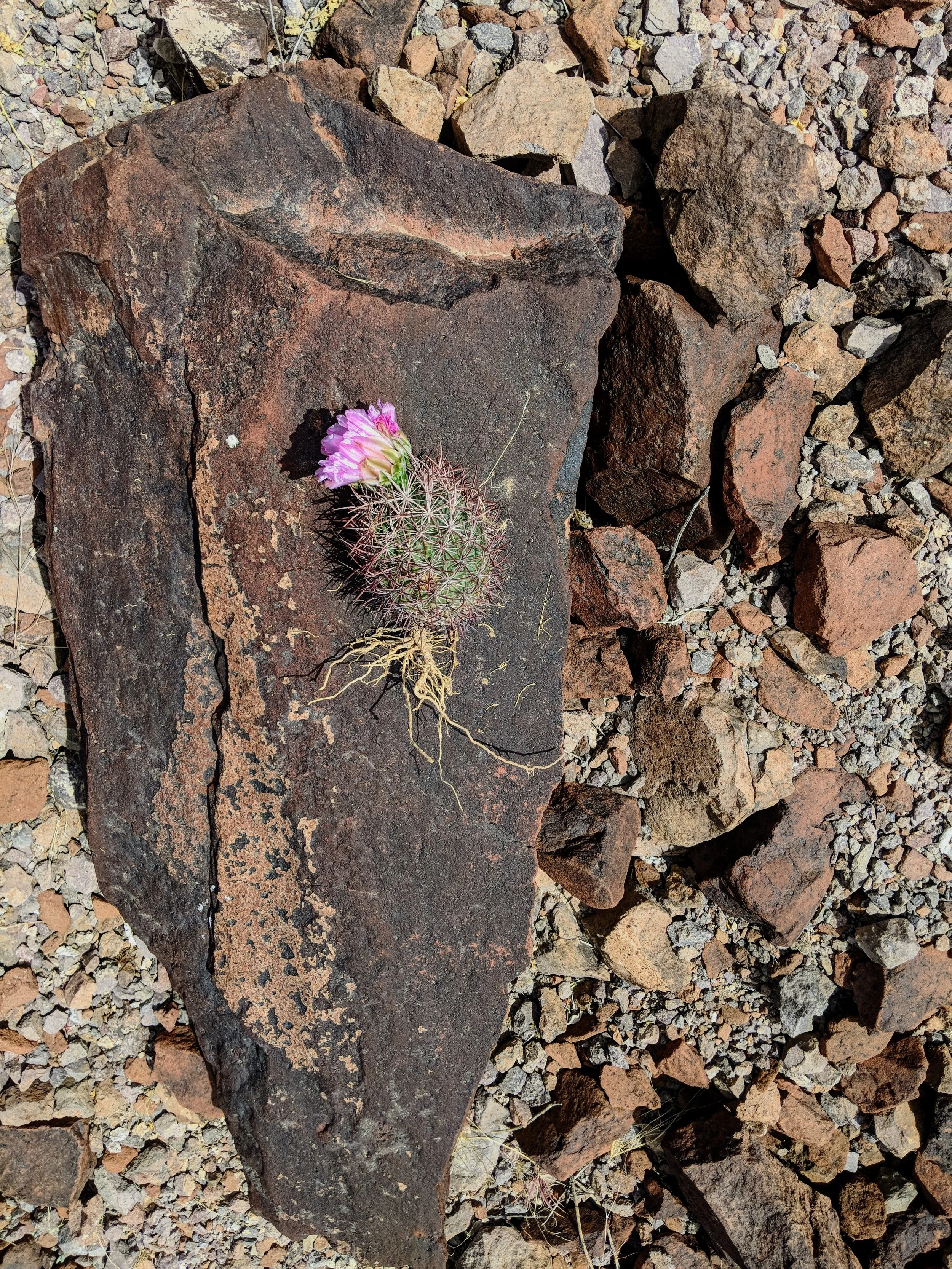 Desert Solitude - cactus - Geoff Rhodes (14).jpg