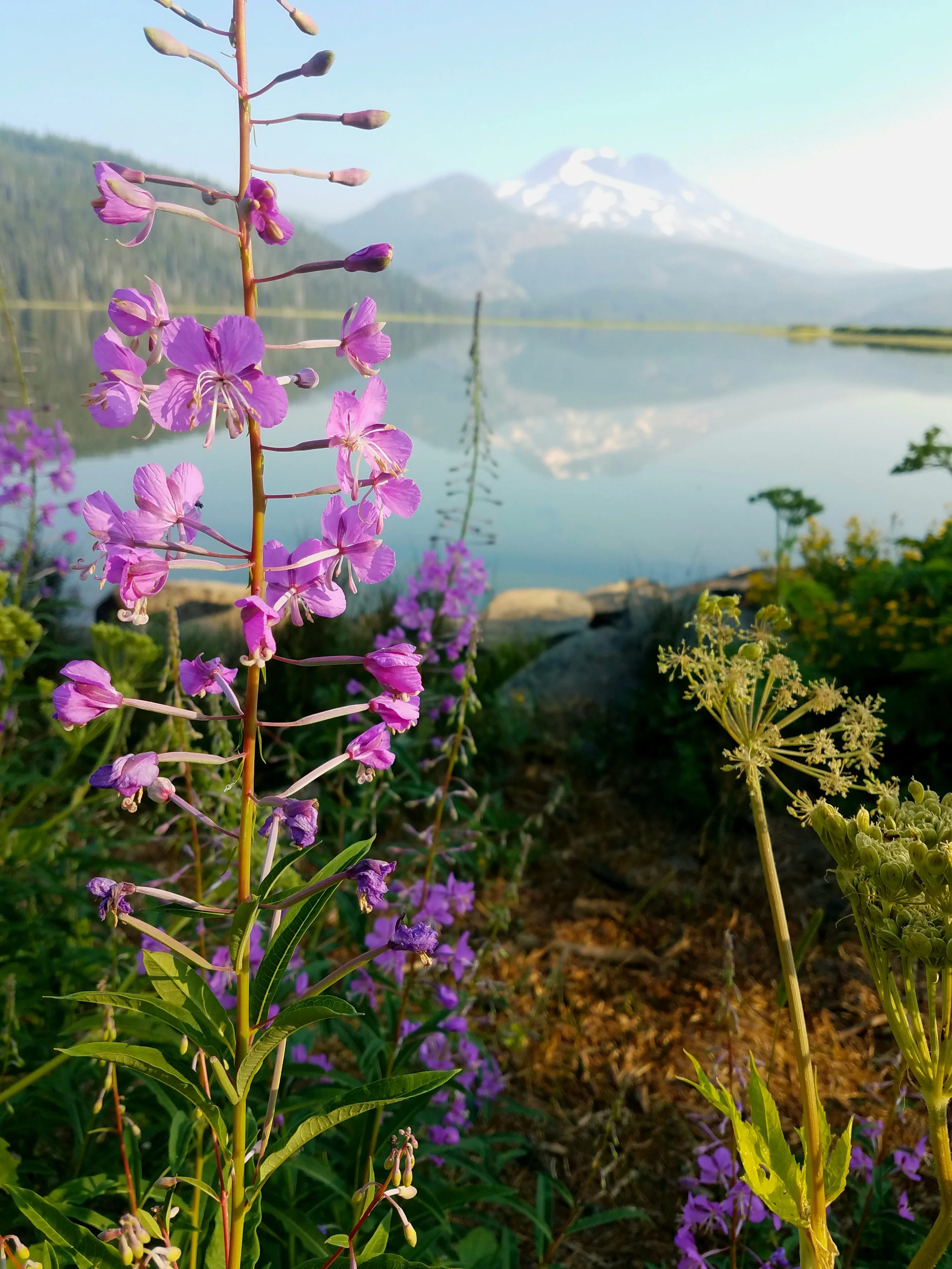 Flora - purple - Geoff Rhodes (5).jpg