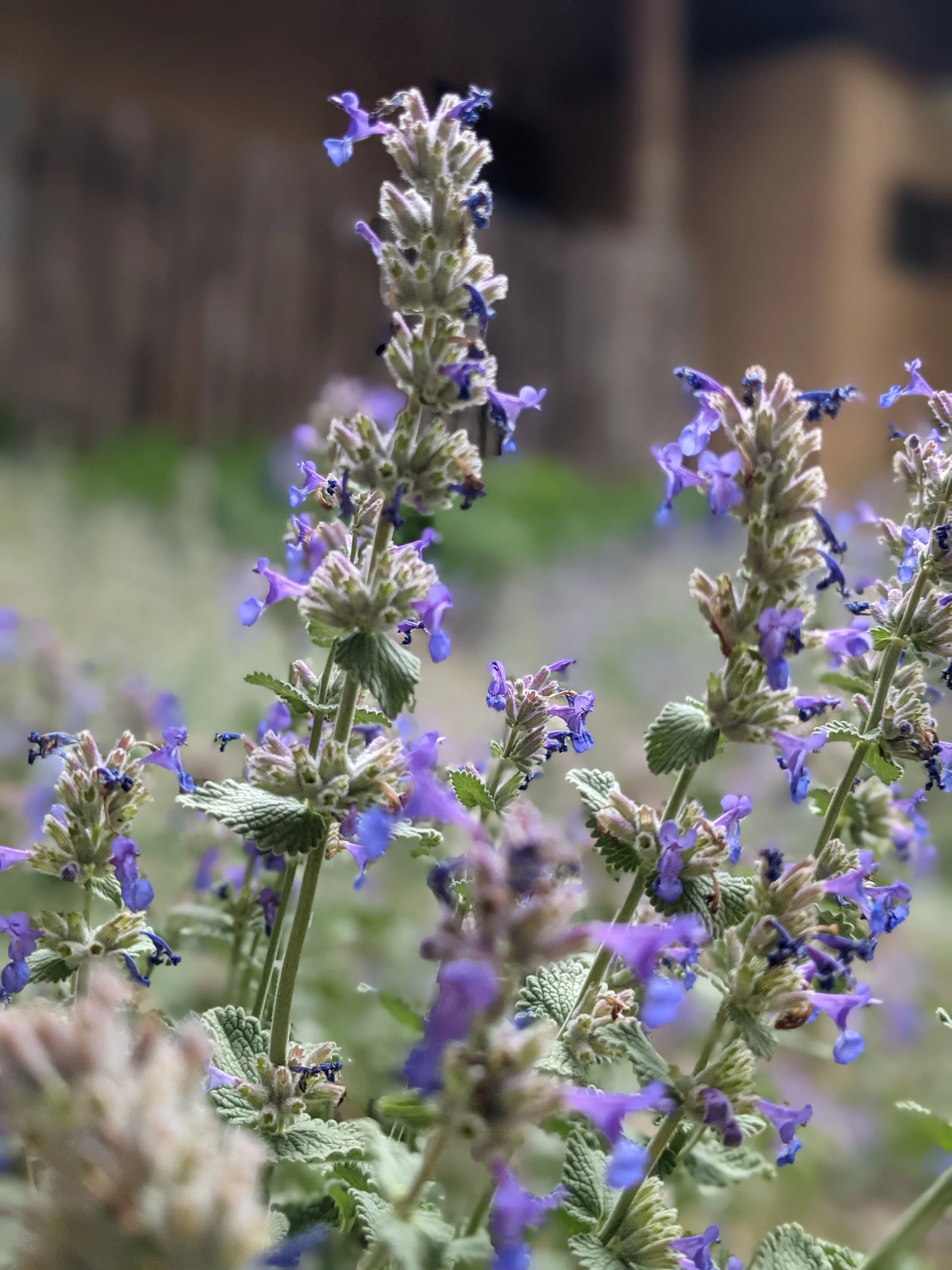 Flora - purple - Geoff Rhodes (19).jpg