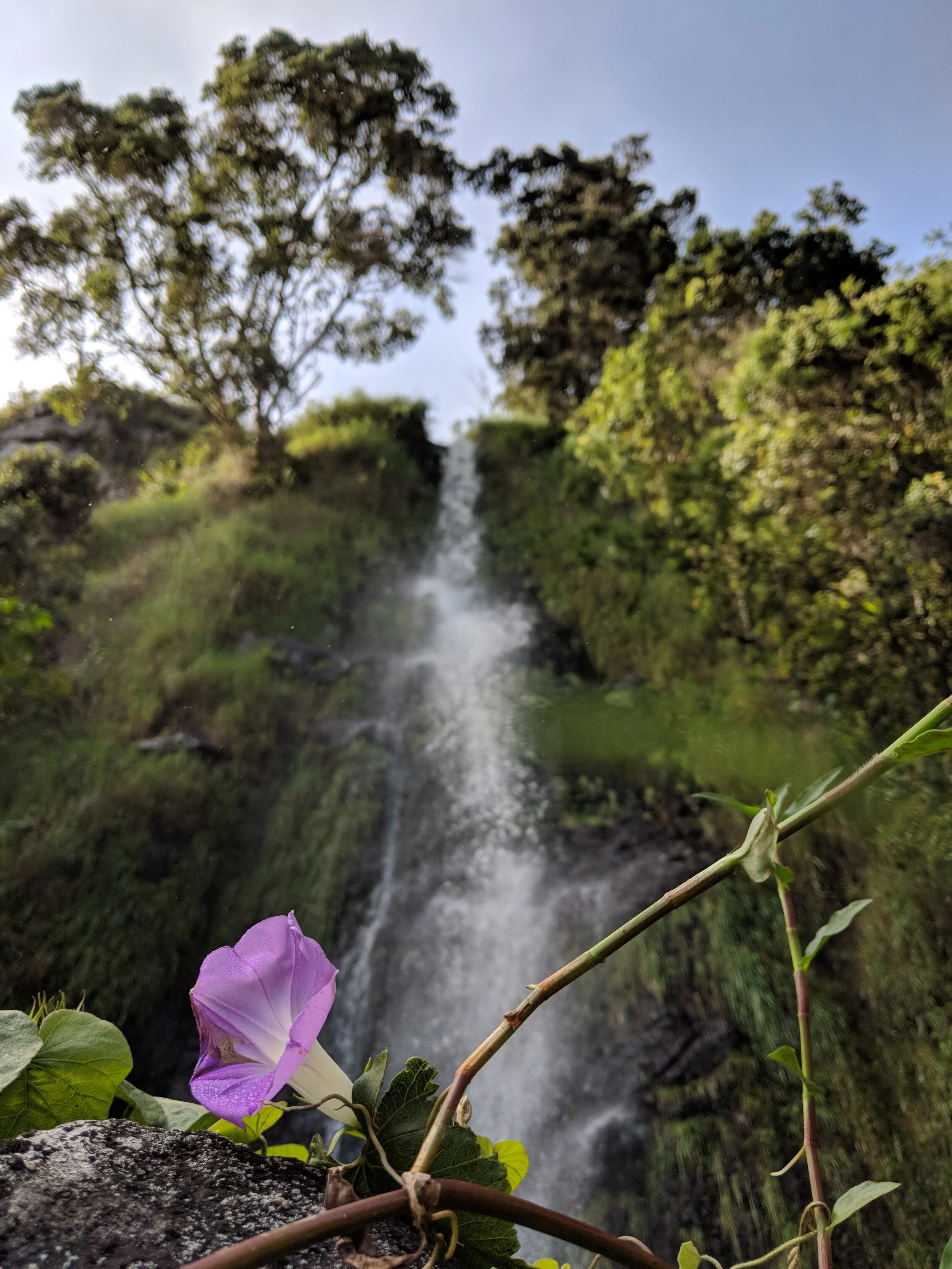 Flora - purple - Geoff Rhodes (9).jpg