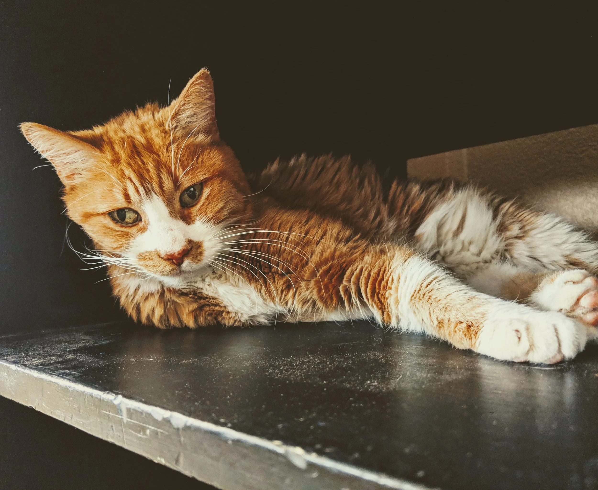 Fauna - Geoff Rhodes (7).jpg