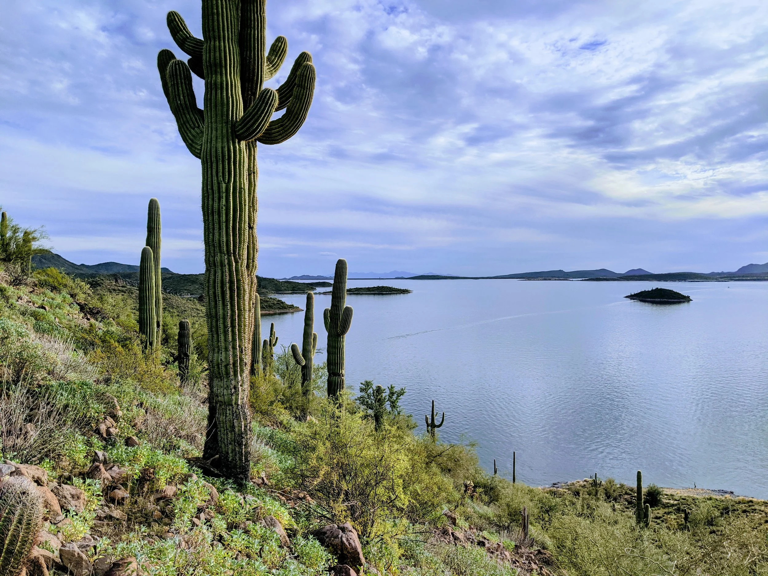 Desert Solitude - cactus - Geoff Rhodes (28).jpg