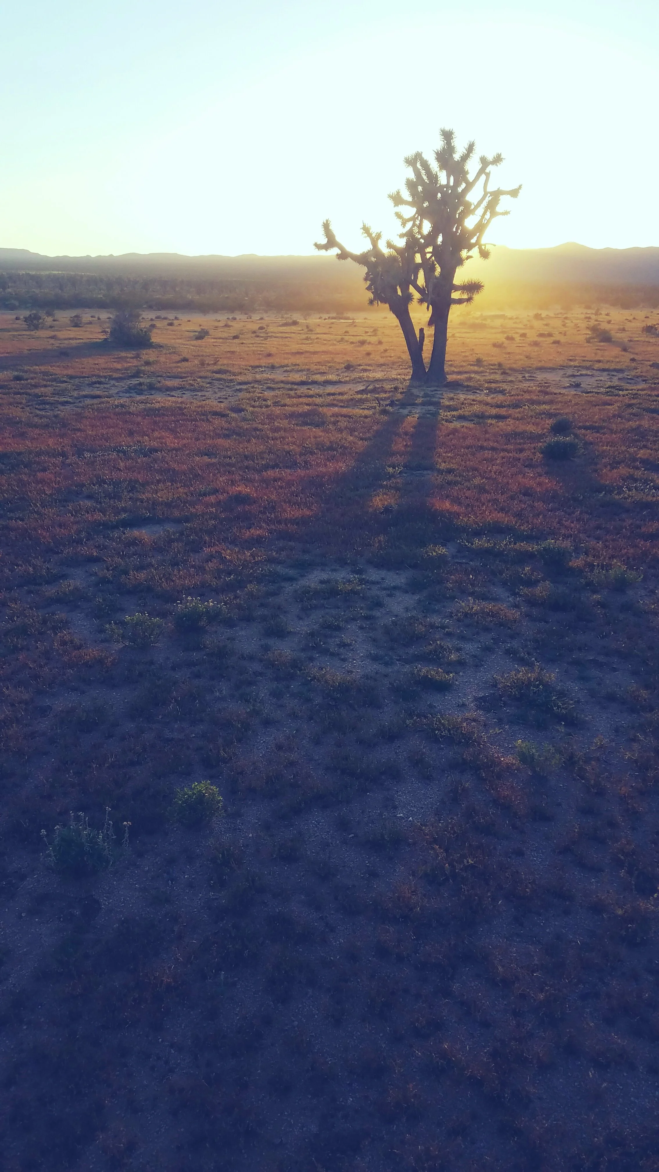 Desert Solitude - tree - Geoff Rhodes (8).jpg