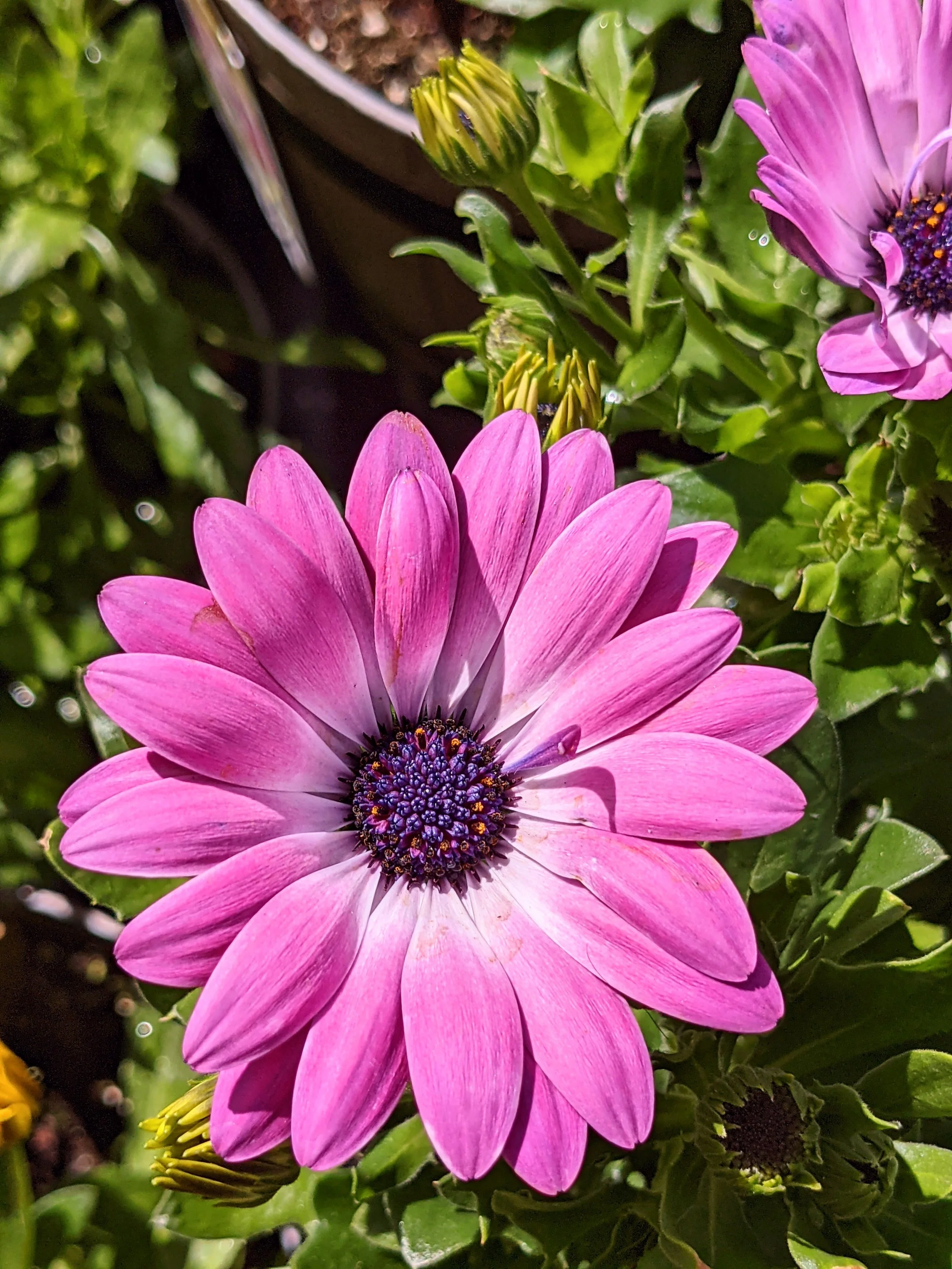 Flora - Pink - Geoff Rhodes (7).jpg