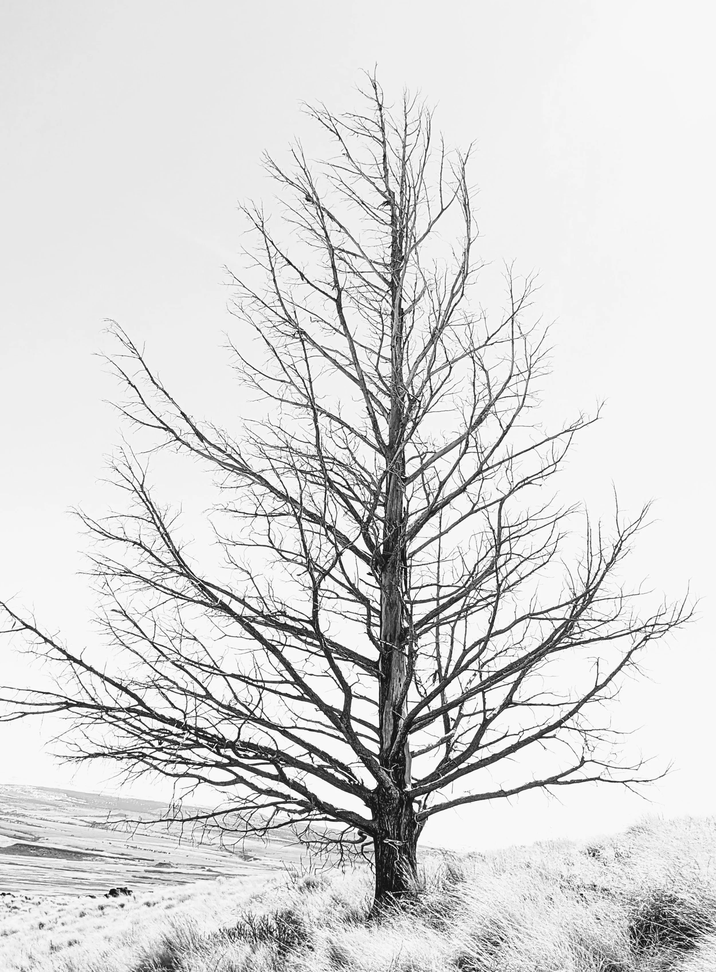 Desert Solitude - tree - Geoff Rhodes (1).jpg