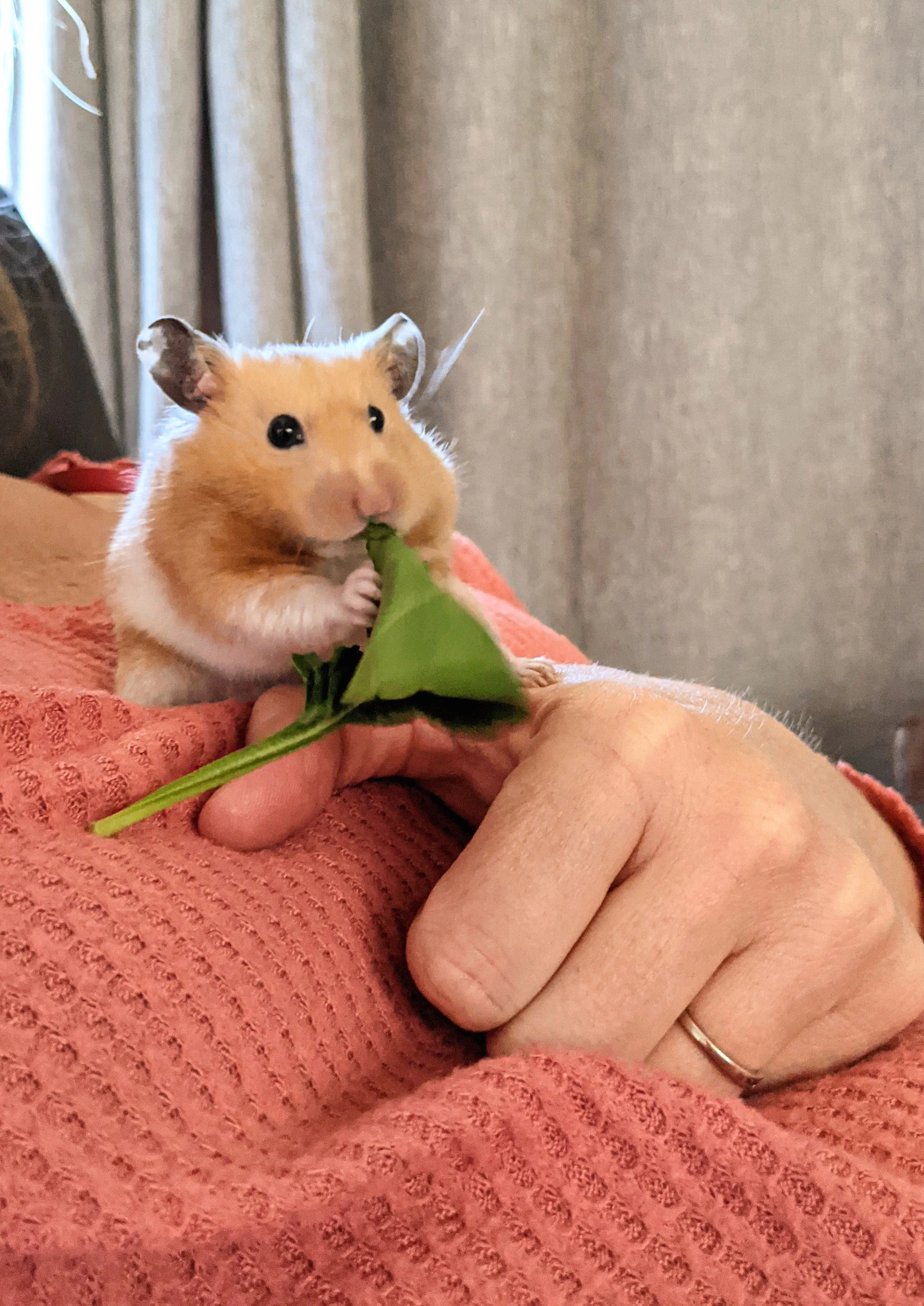 Fauna - Geoff Rhodes (15).jpg