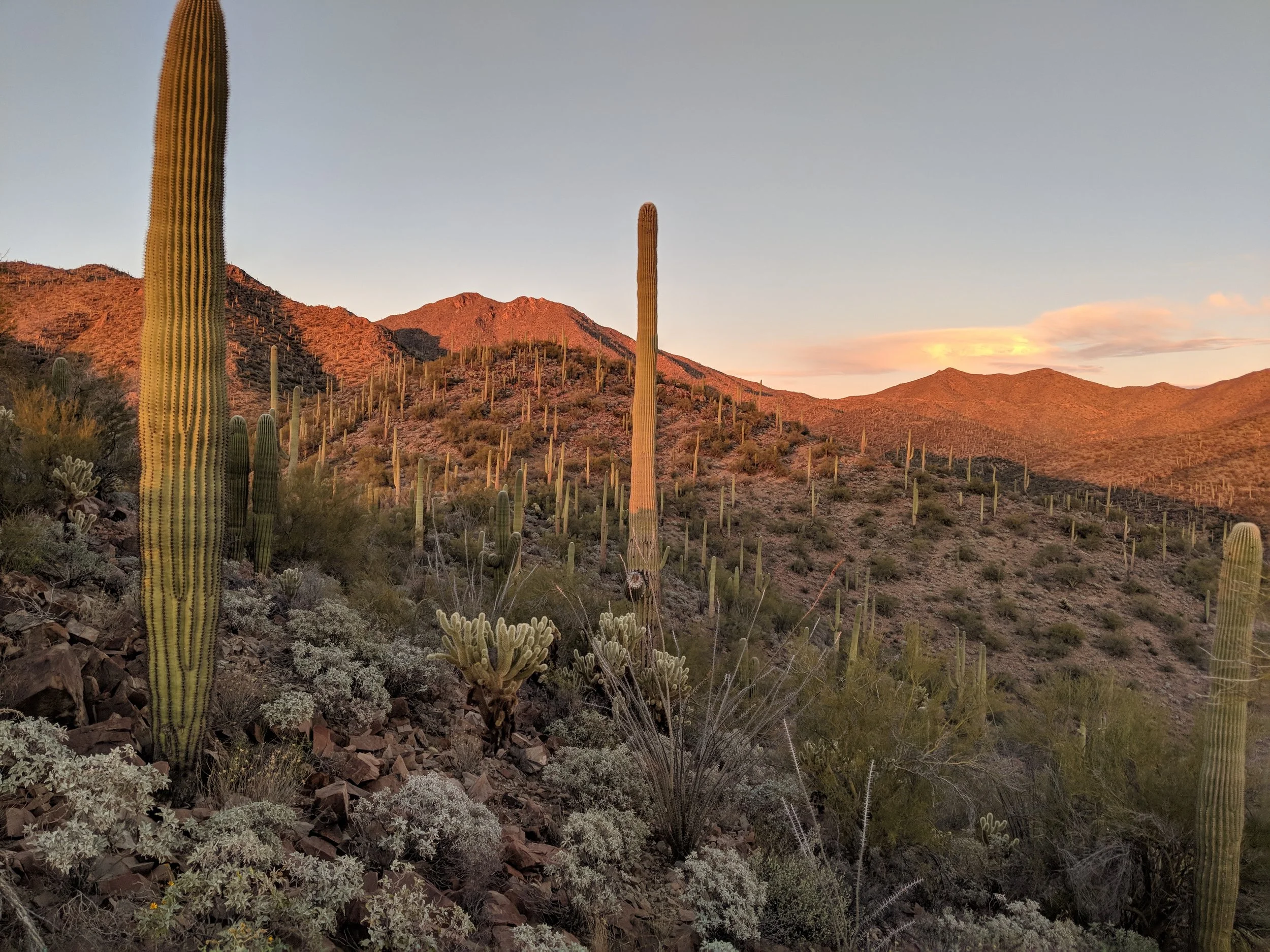 Desert Solitude - cactus - Geoff Rhodes (24).jpg
