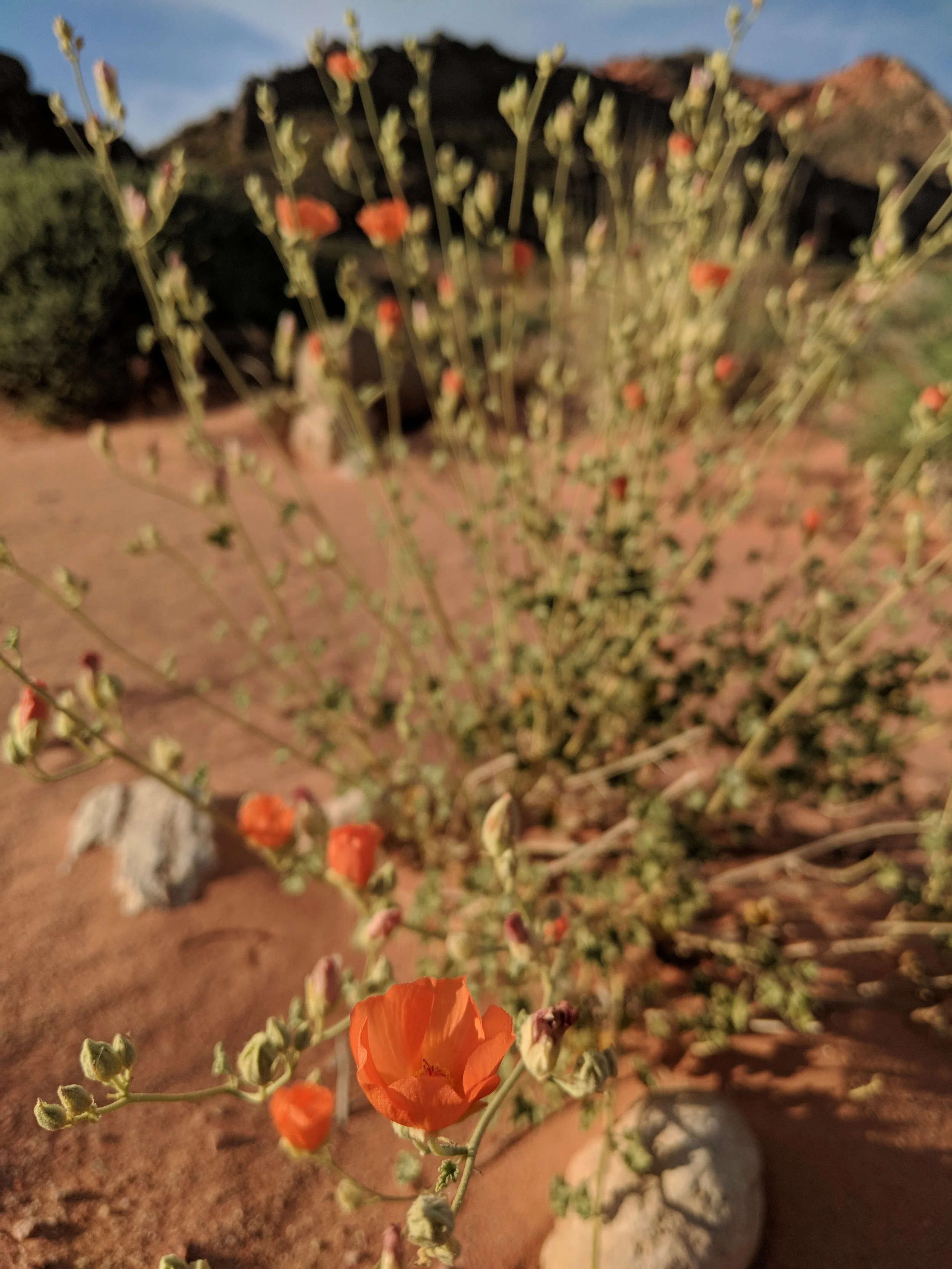 Desert Solitude - flowers - Geoff Rhodes (8).jpg