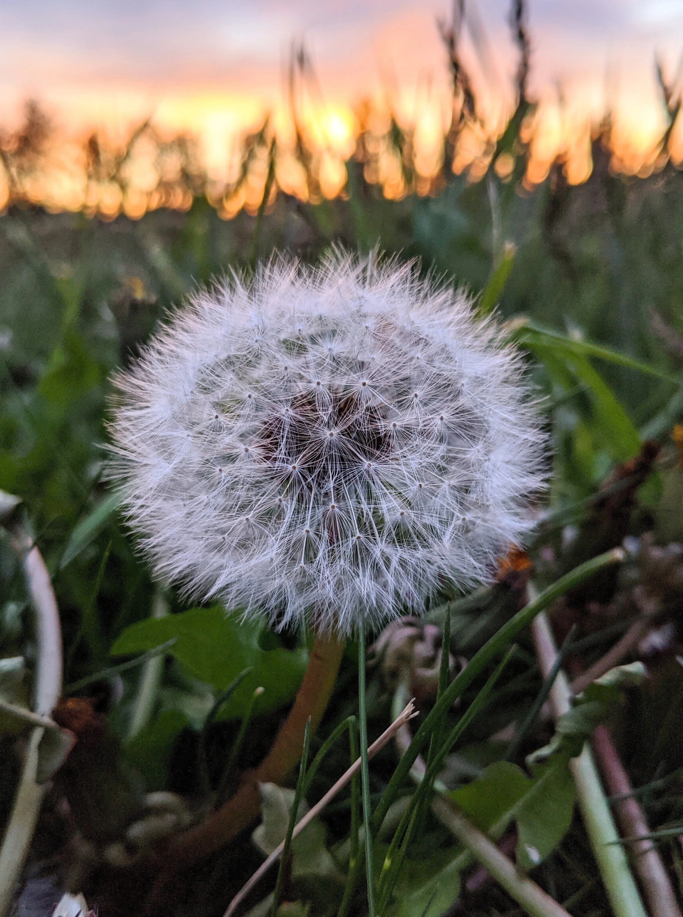 Flora - White - Geoff Rhodes (1).jpg