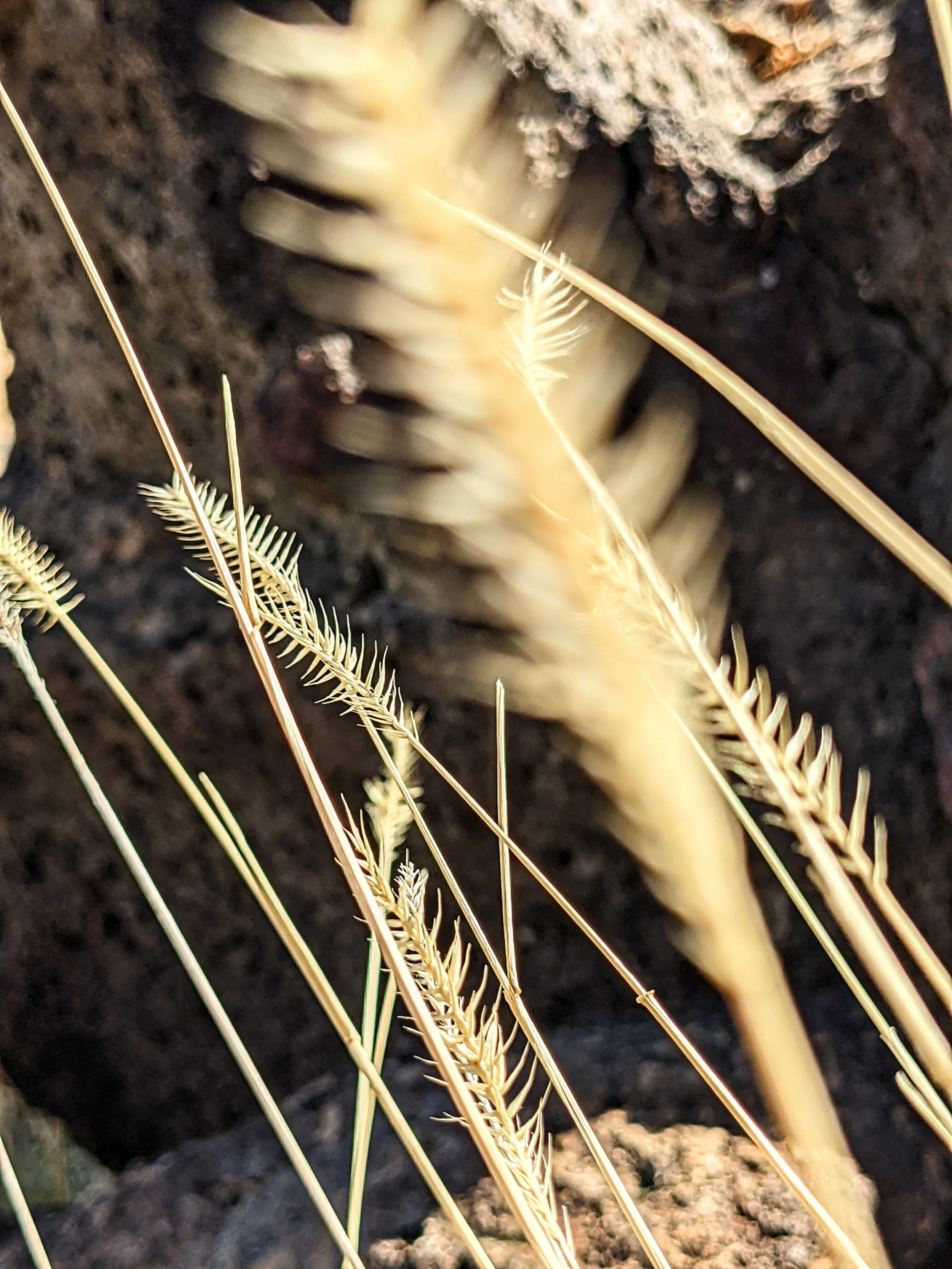 Desert Solitude - flowers - Geoff Rhodes (12).jpg