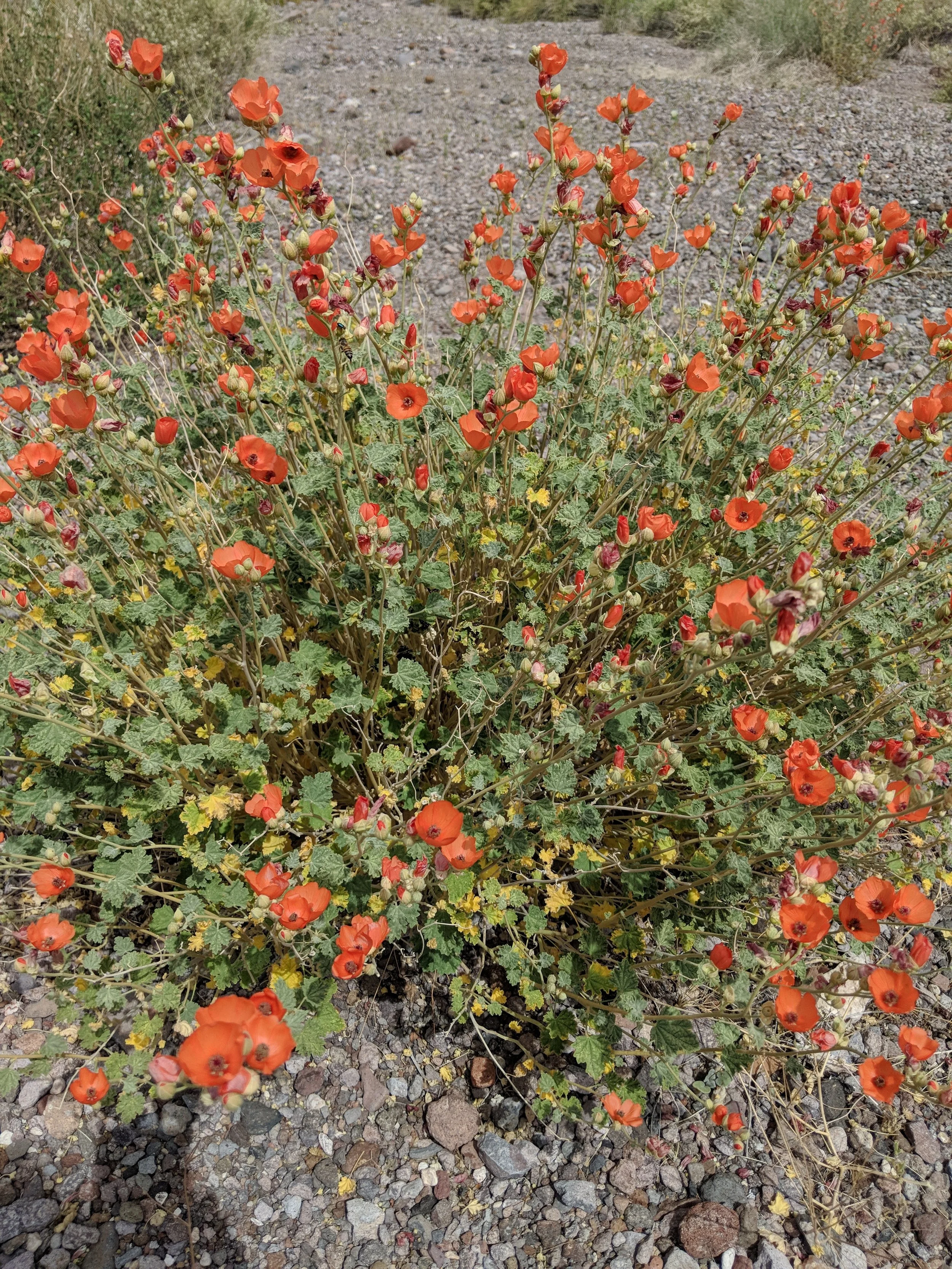 Desert Solitude - flowers - Geoff Rhodes (7).jpg