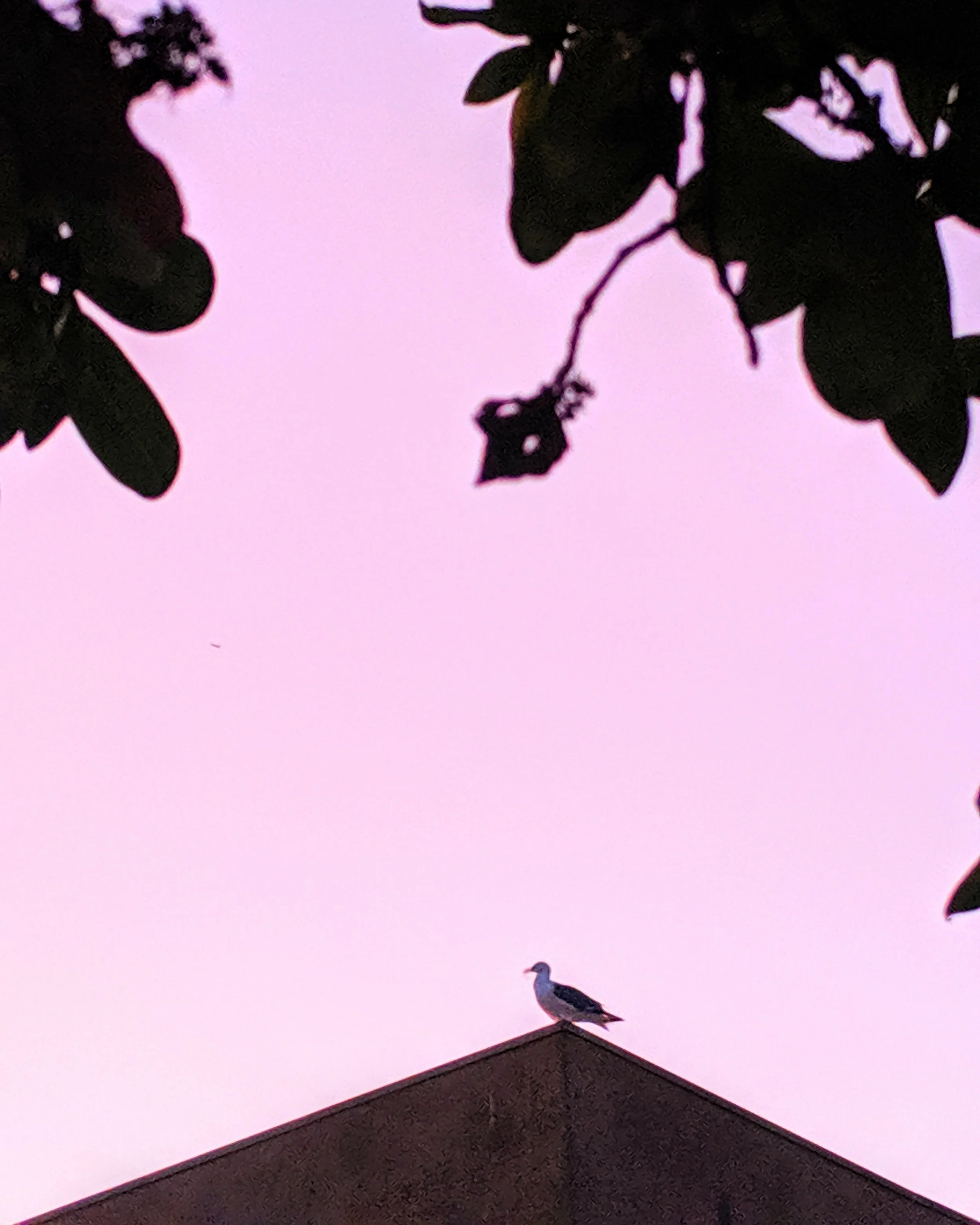 Fauna - Geoff Rhodes (9).jpg