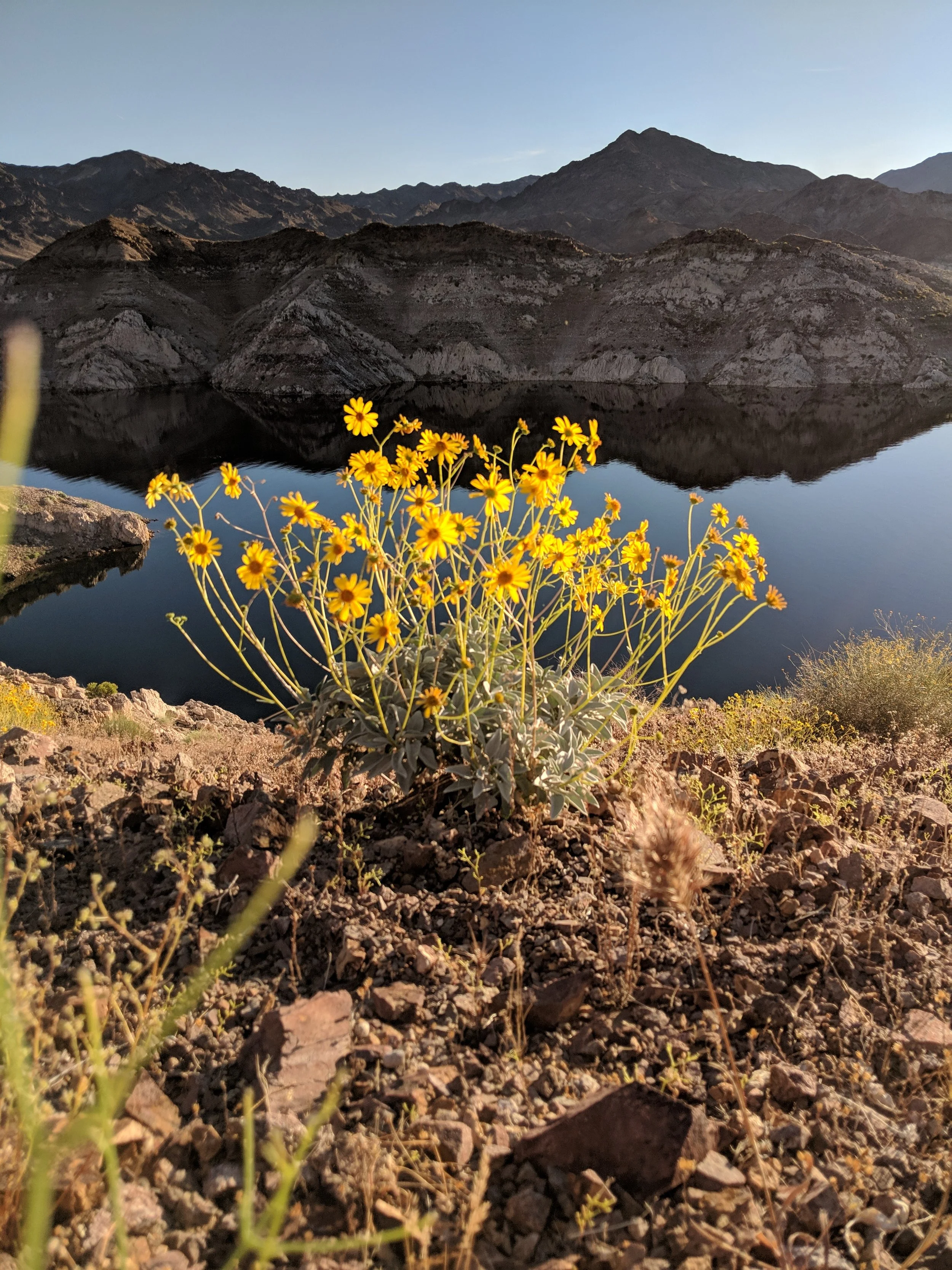 Flora - Yellow - Geoff Rhodes (7).jpg