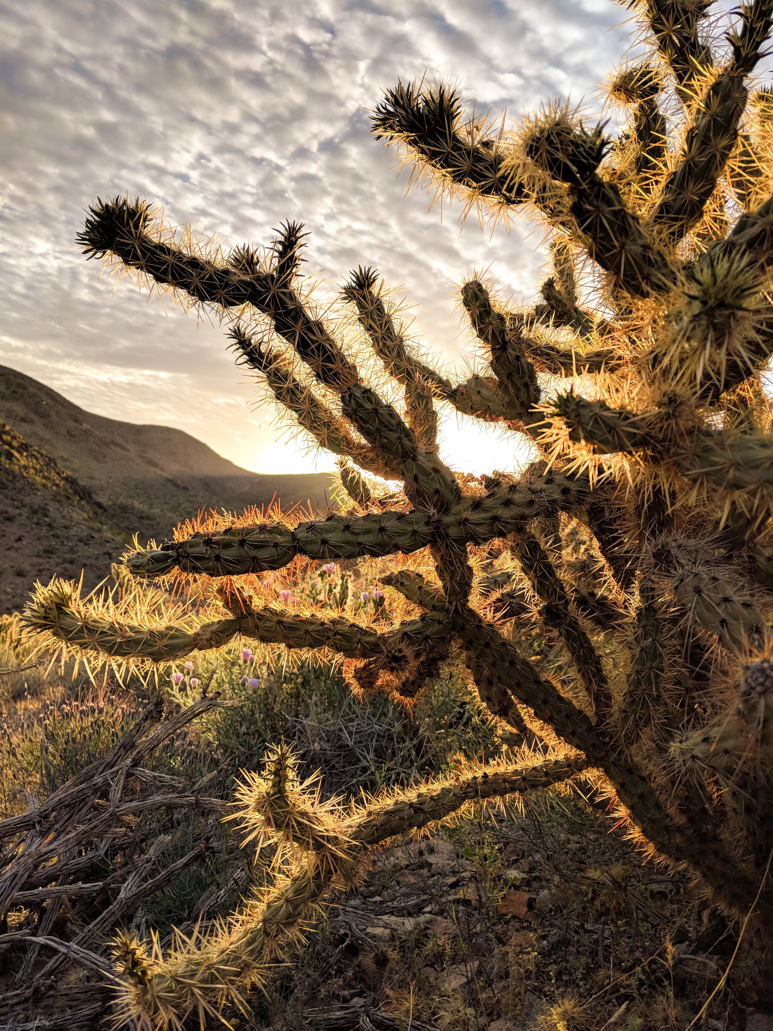 Desert Solitude - cactus - Geoff Rhodes (5).jpg