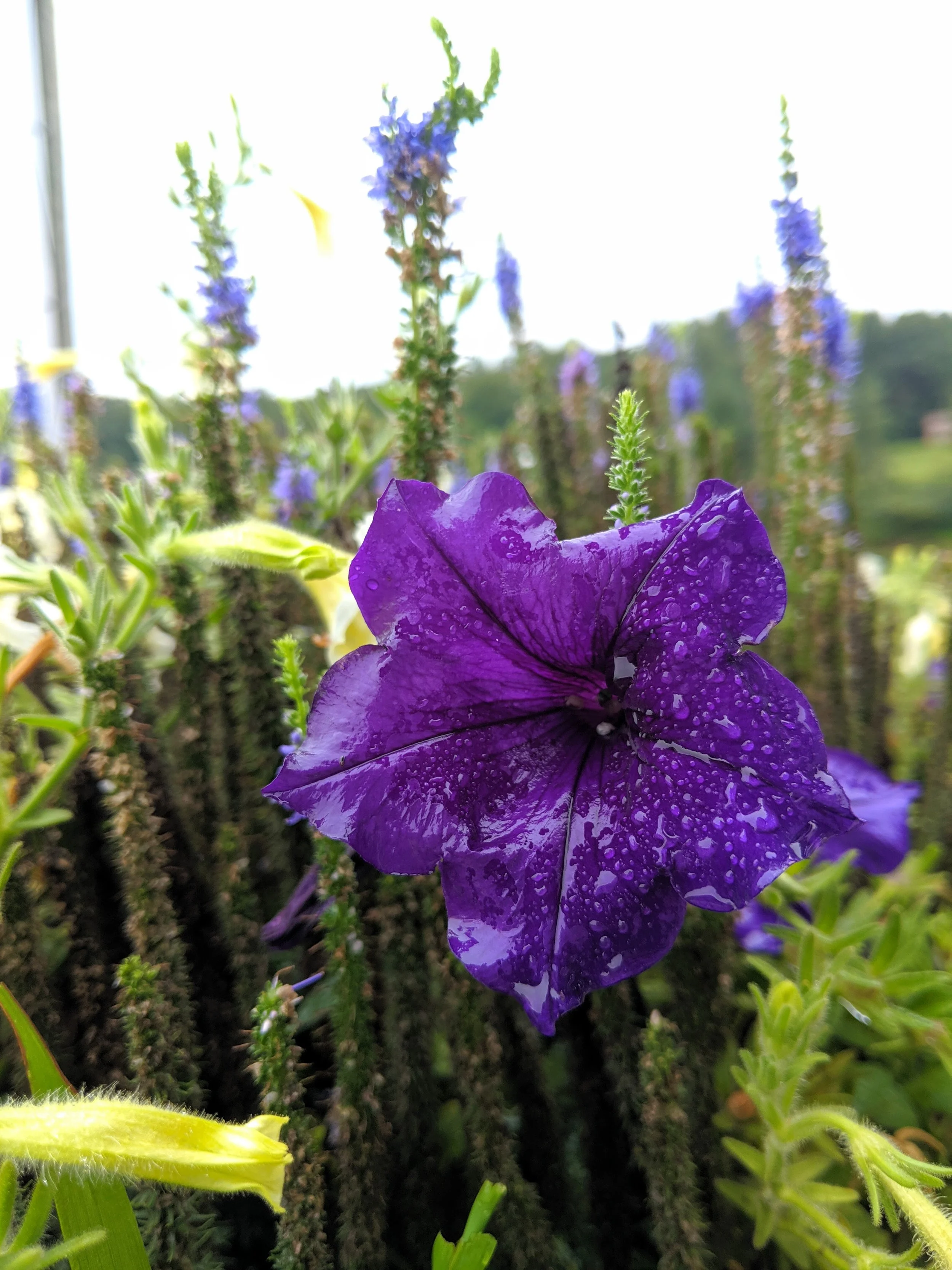 Flora - purple - Geoff Rhodes (12).jpg