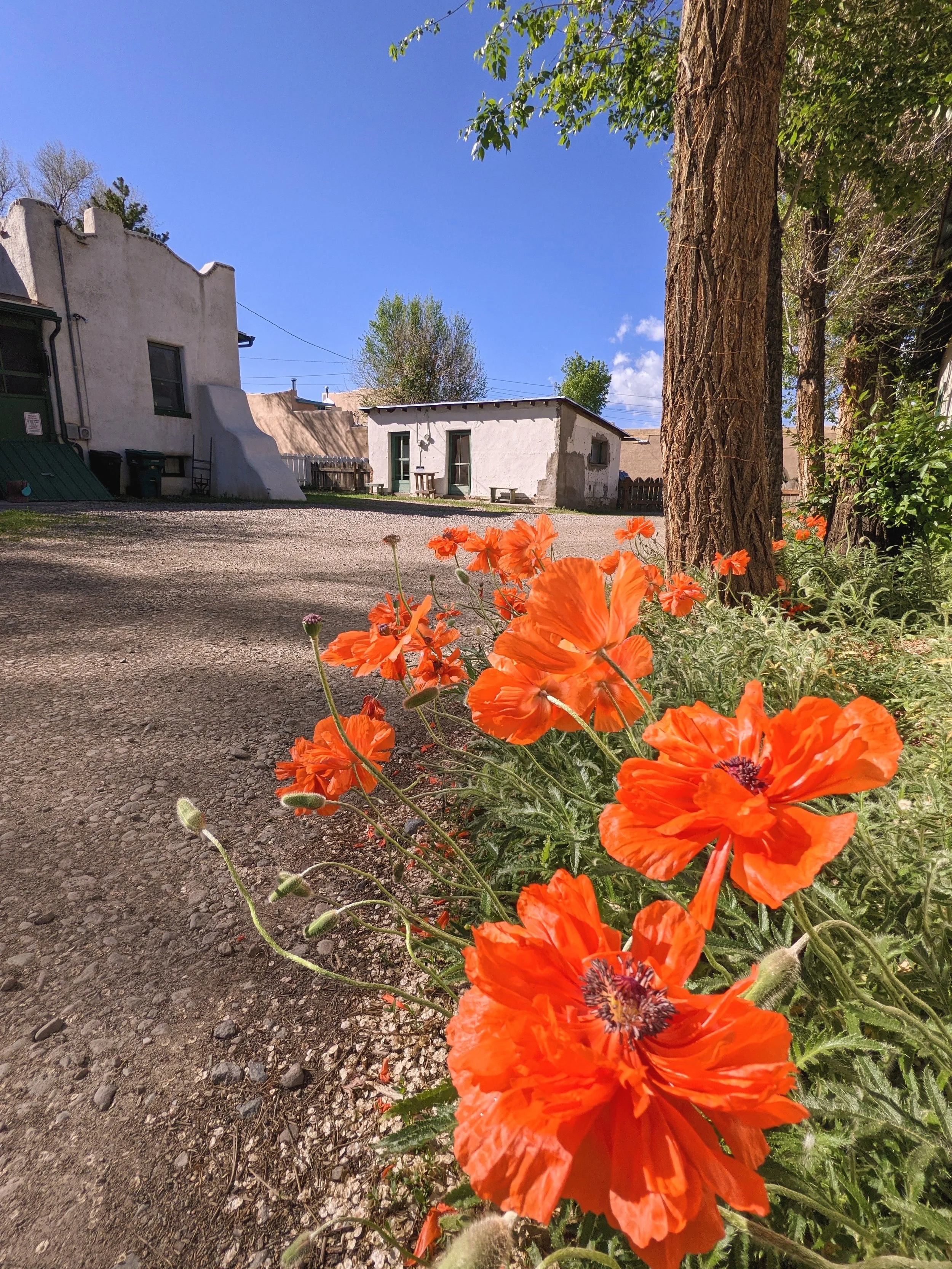 Flora - orange - Geoff Rhodes (4).jpg