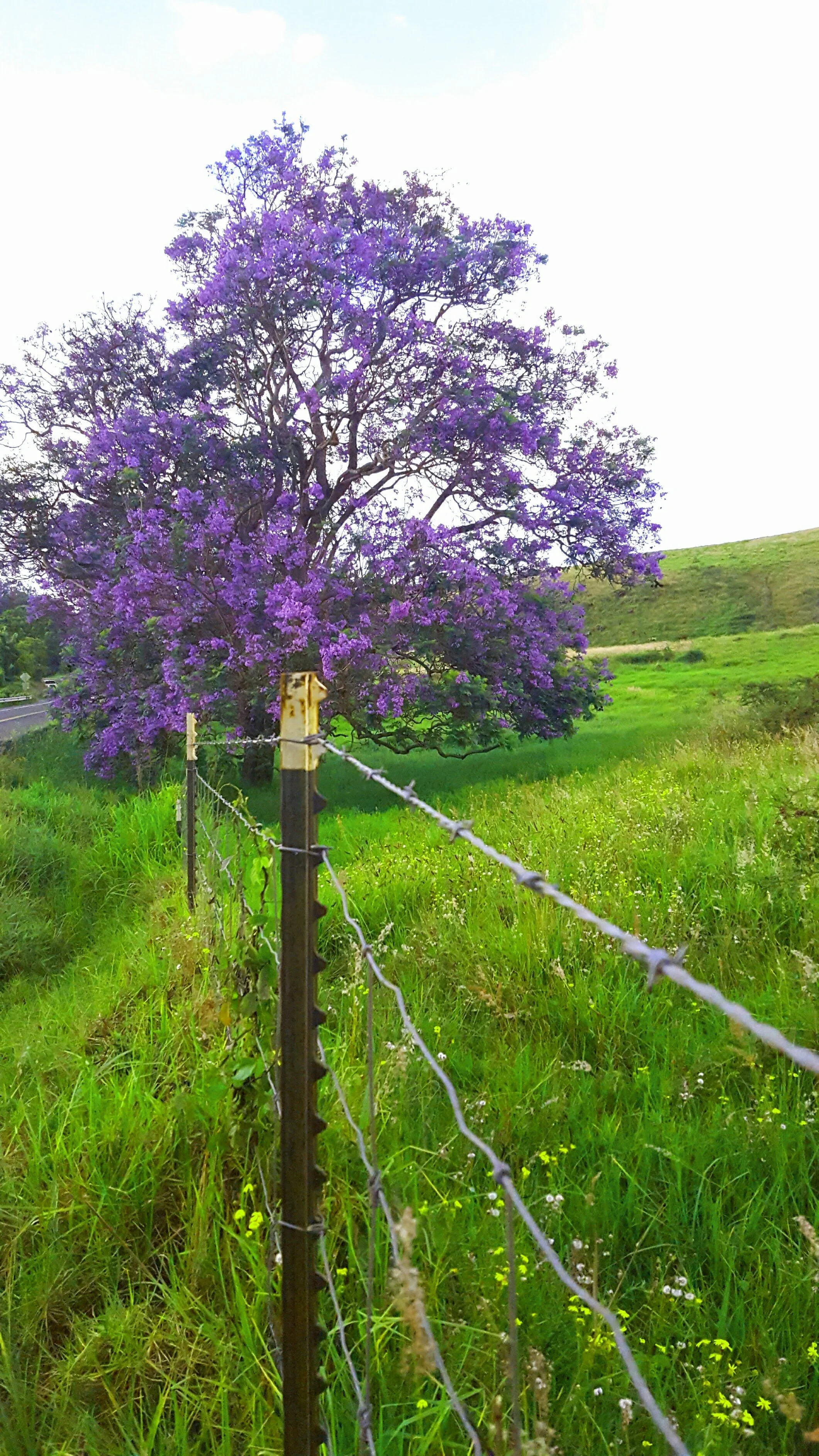 Fence Post Porn - Geoff Rhodes (25).jpg