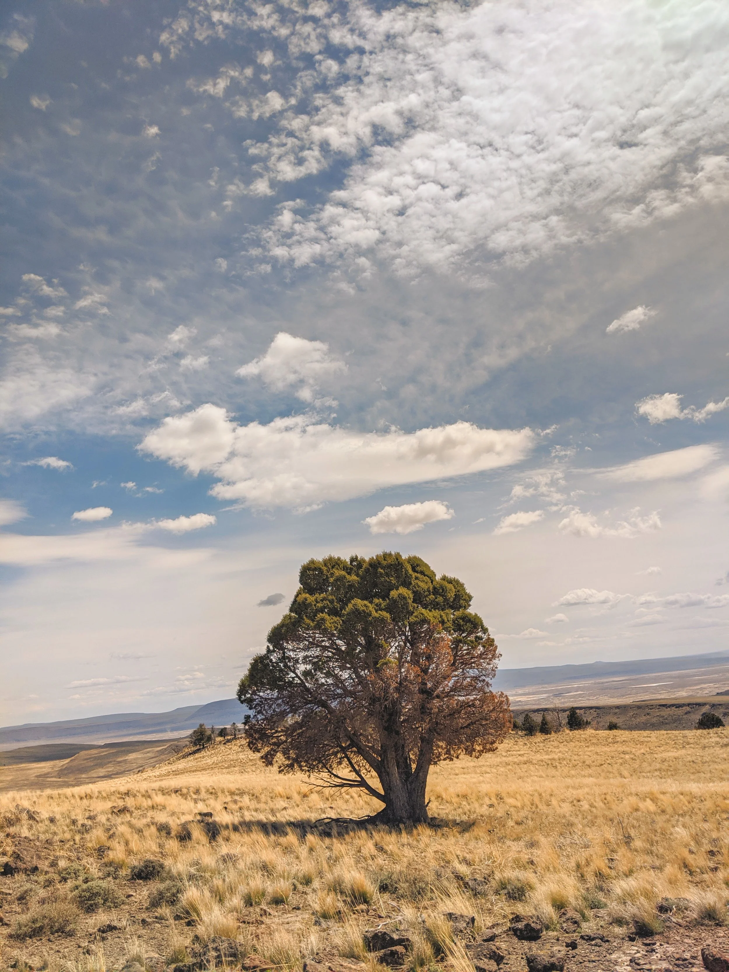 Desert Solitude - tree - Geoff Rhodes (6).jpg
