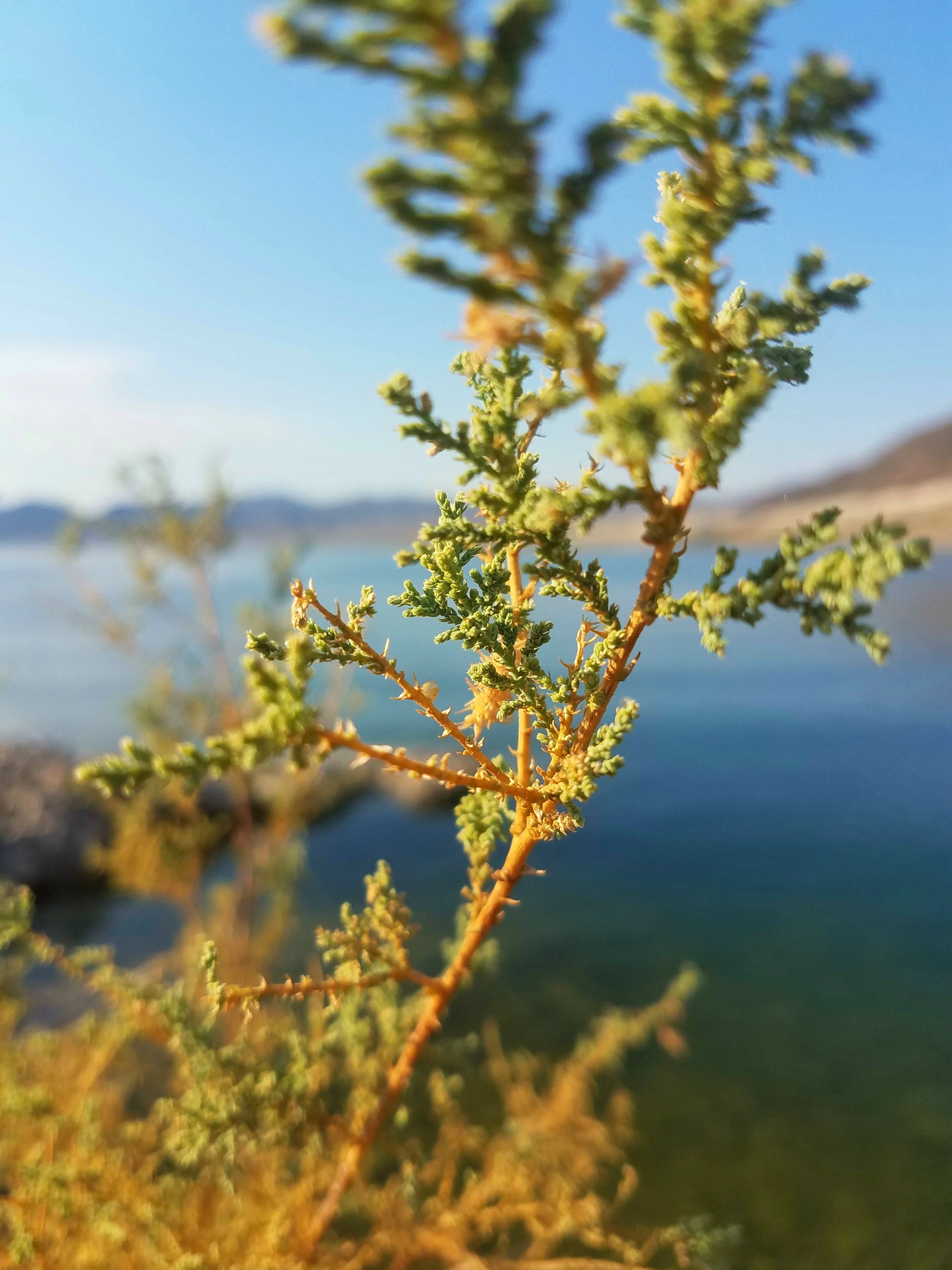 Desert Solitude - cactus - Geoff Rhodes (25).jpg