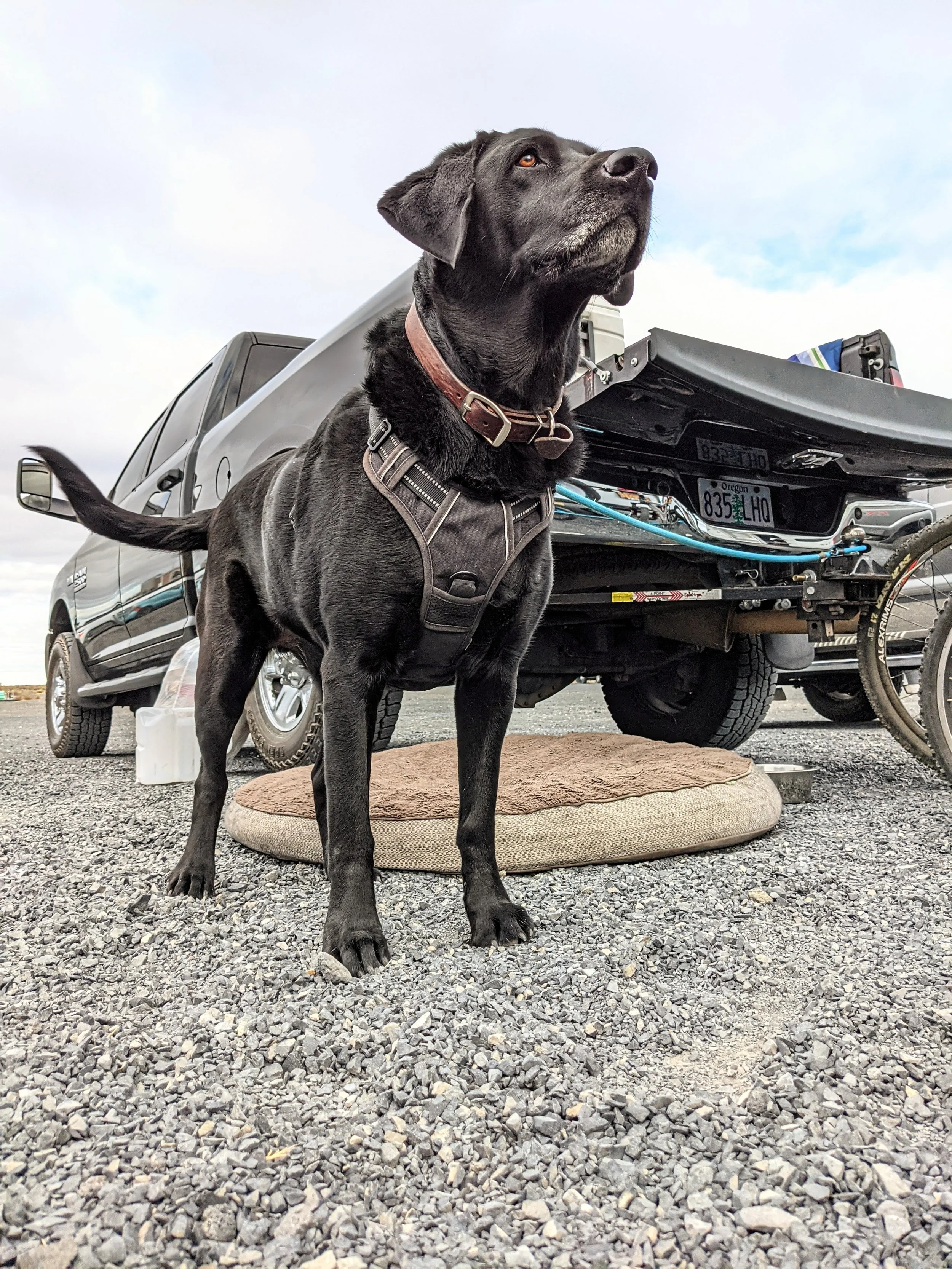 Fauna - Geoff Rhodes (14).jpg