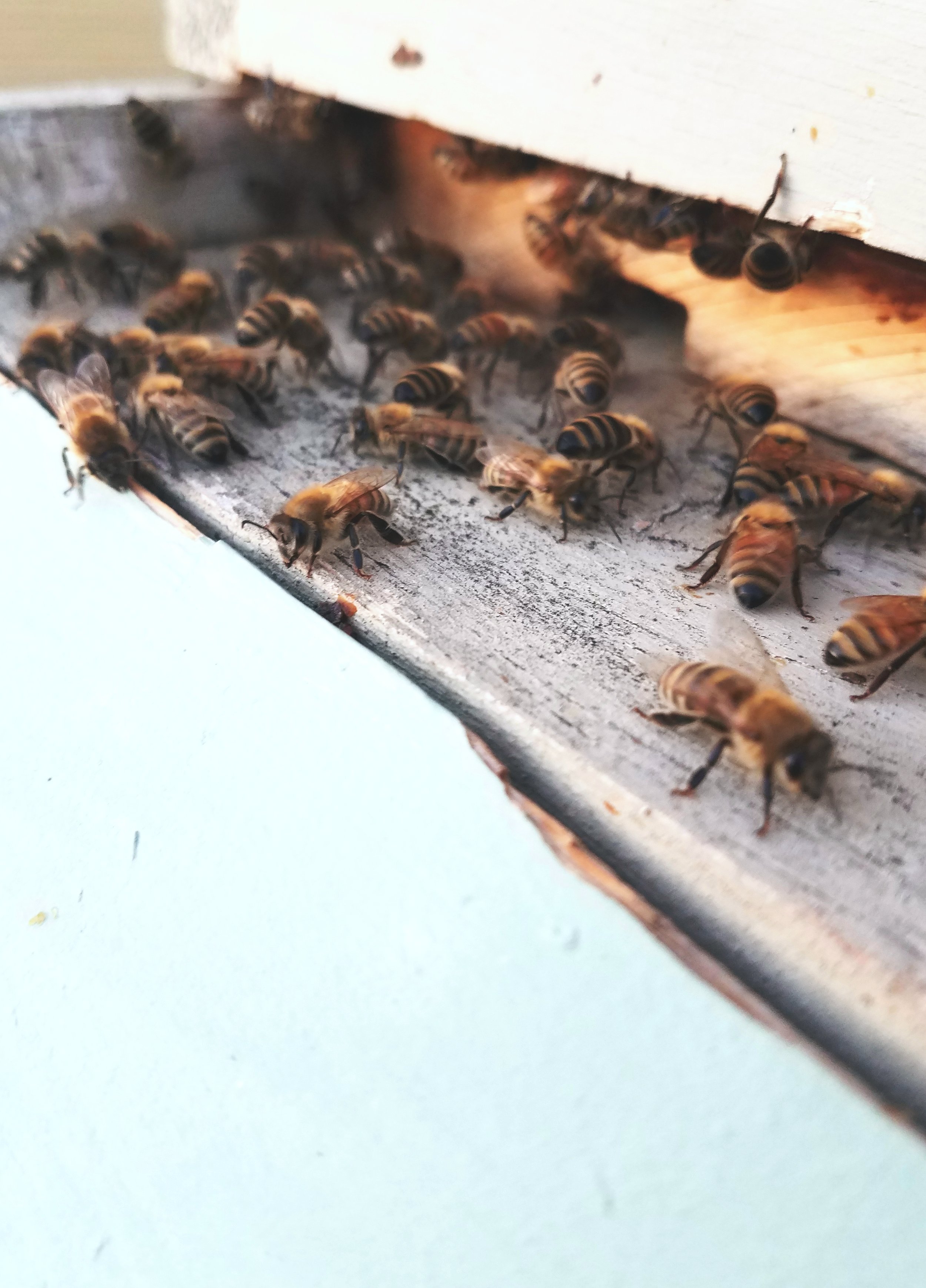 Fauna - Geoff Rhodes (1).jpg