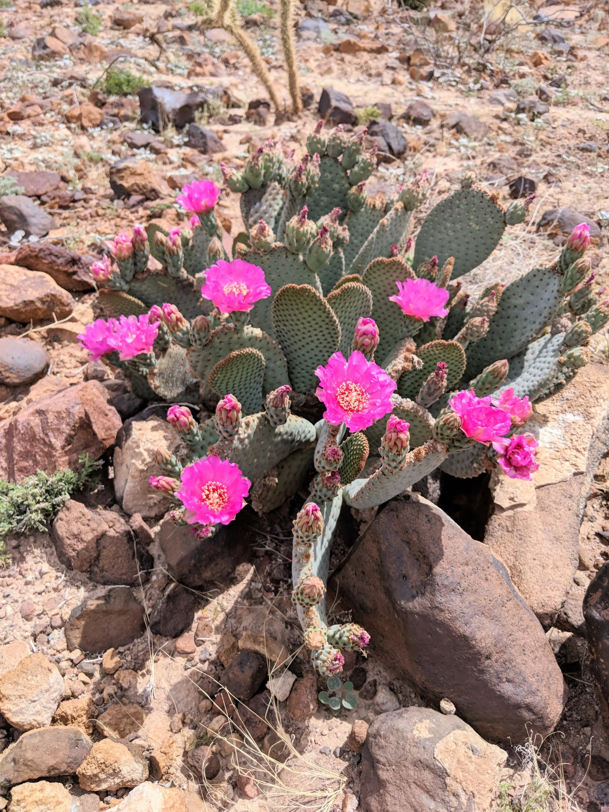 Desert Solitude - cactus - Geoff Rhodes (29).jpg