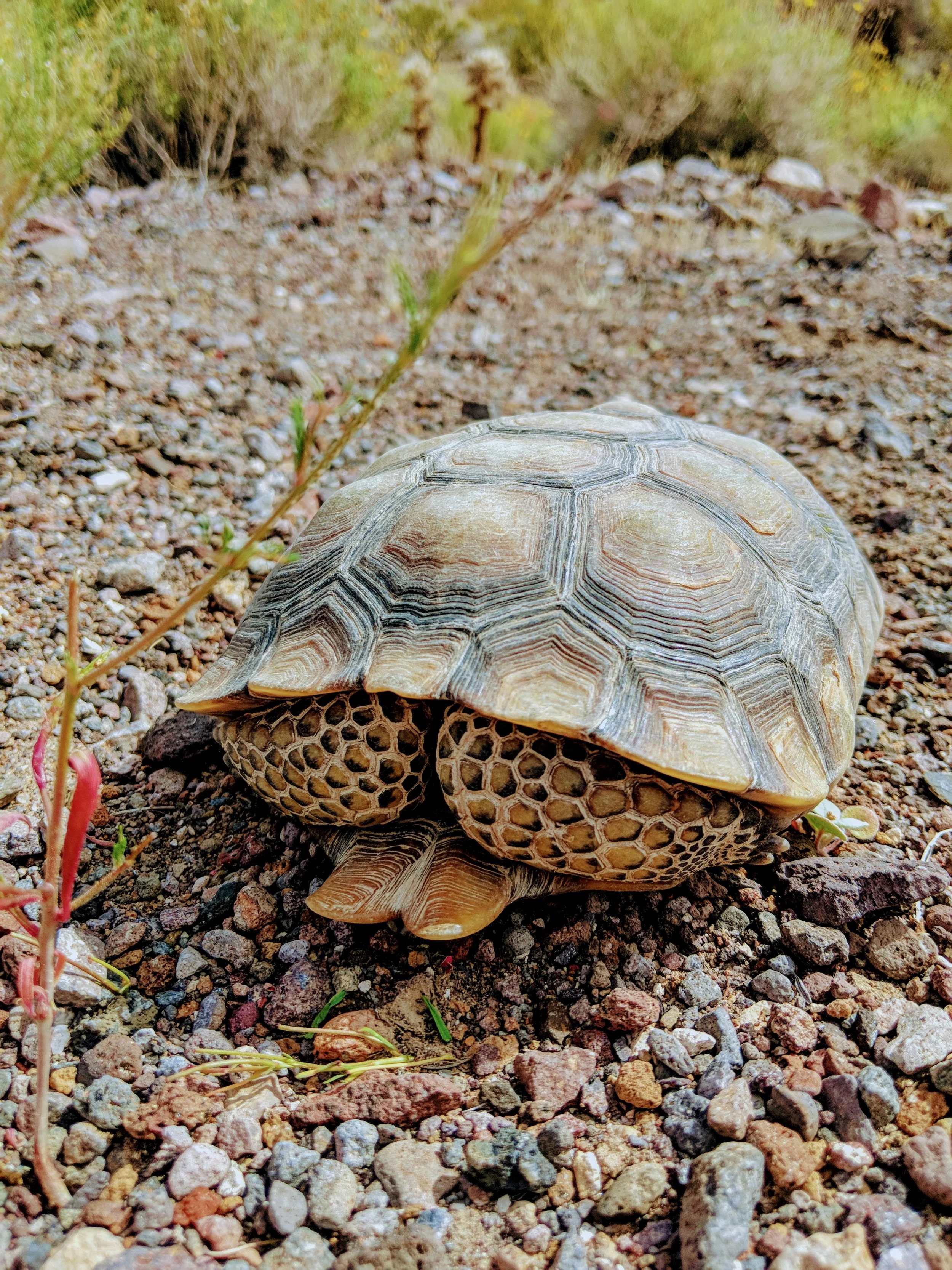 Fauna - Geoff Rhodes (5).jpg