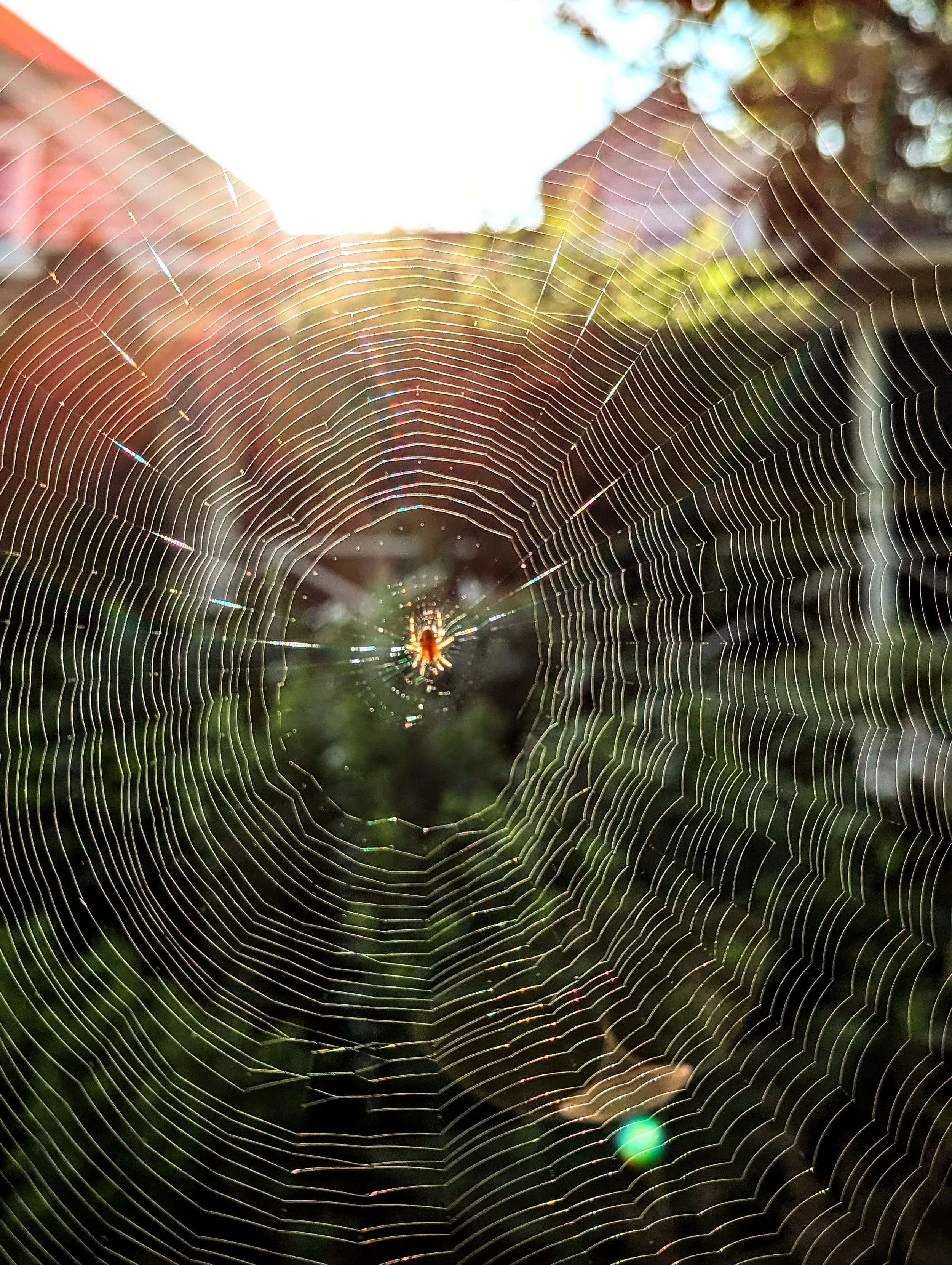 The World Around Me - Geoff Rhodes  (36).jpg