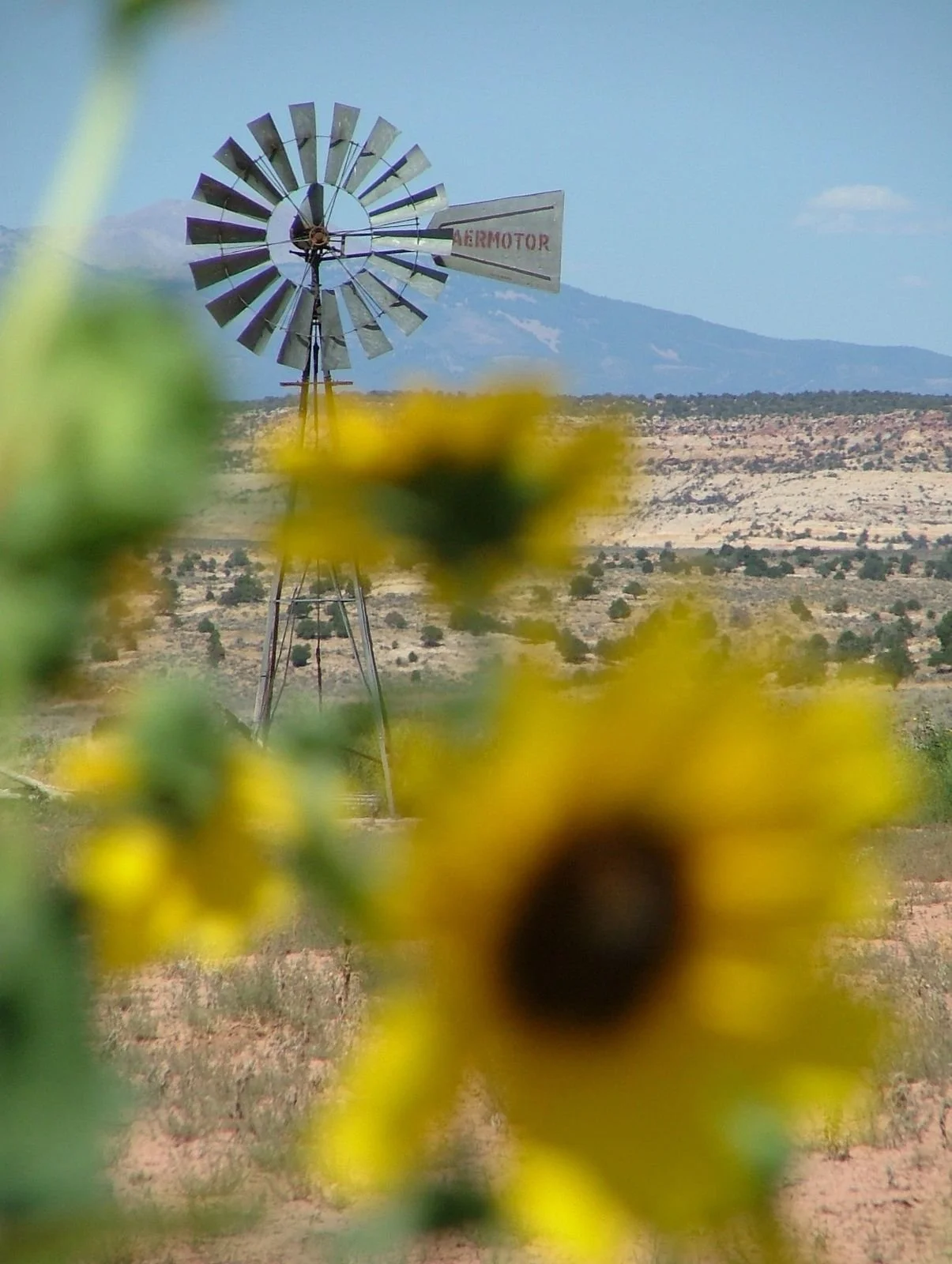 Flora - Yellow - Geoff Rhodes (5).JPG