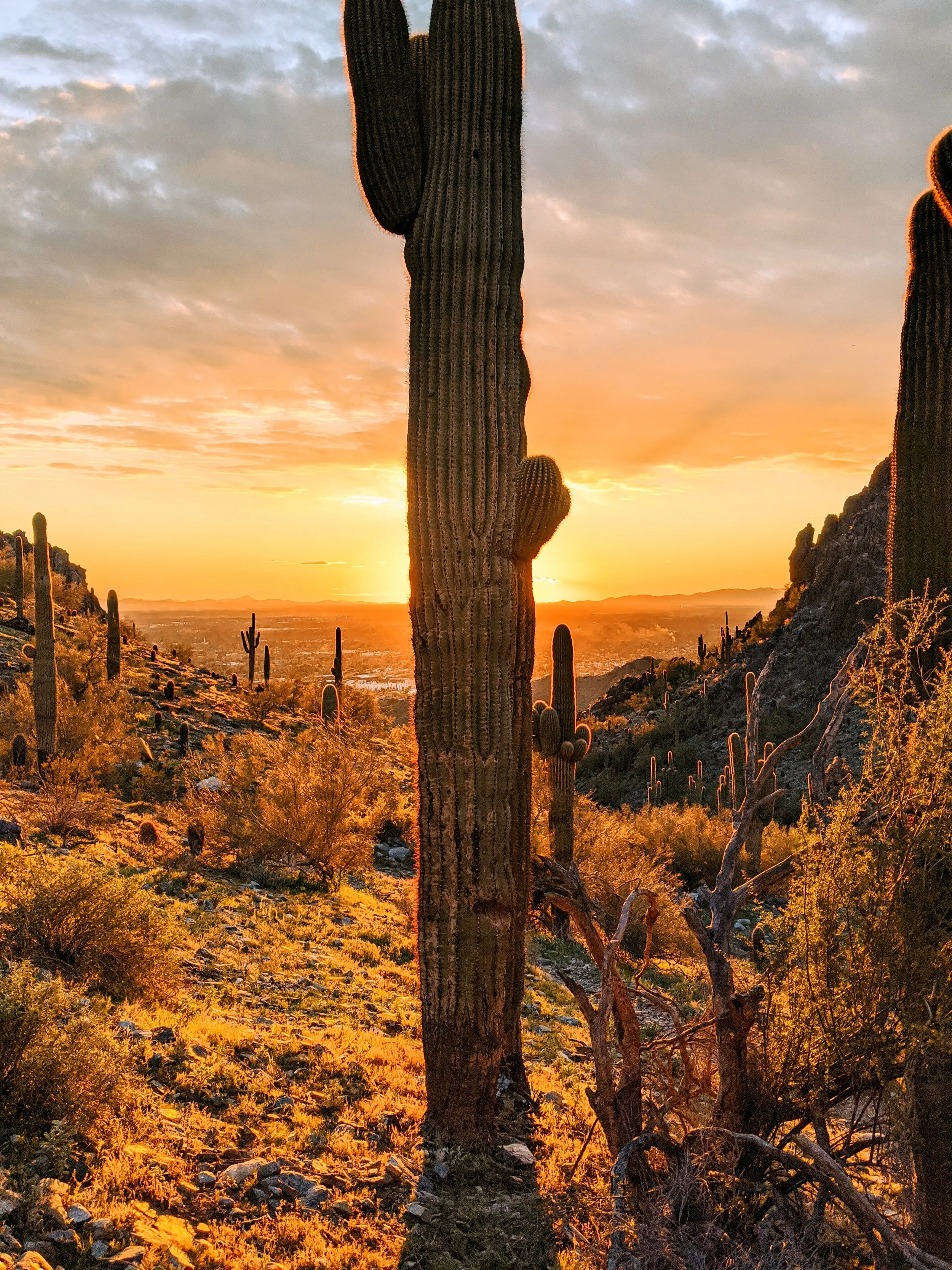 Desert Solitude - cactus - Geoff Rhodes (19).jpg
