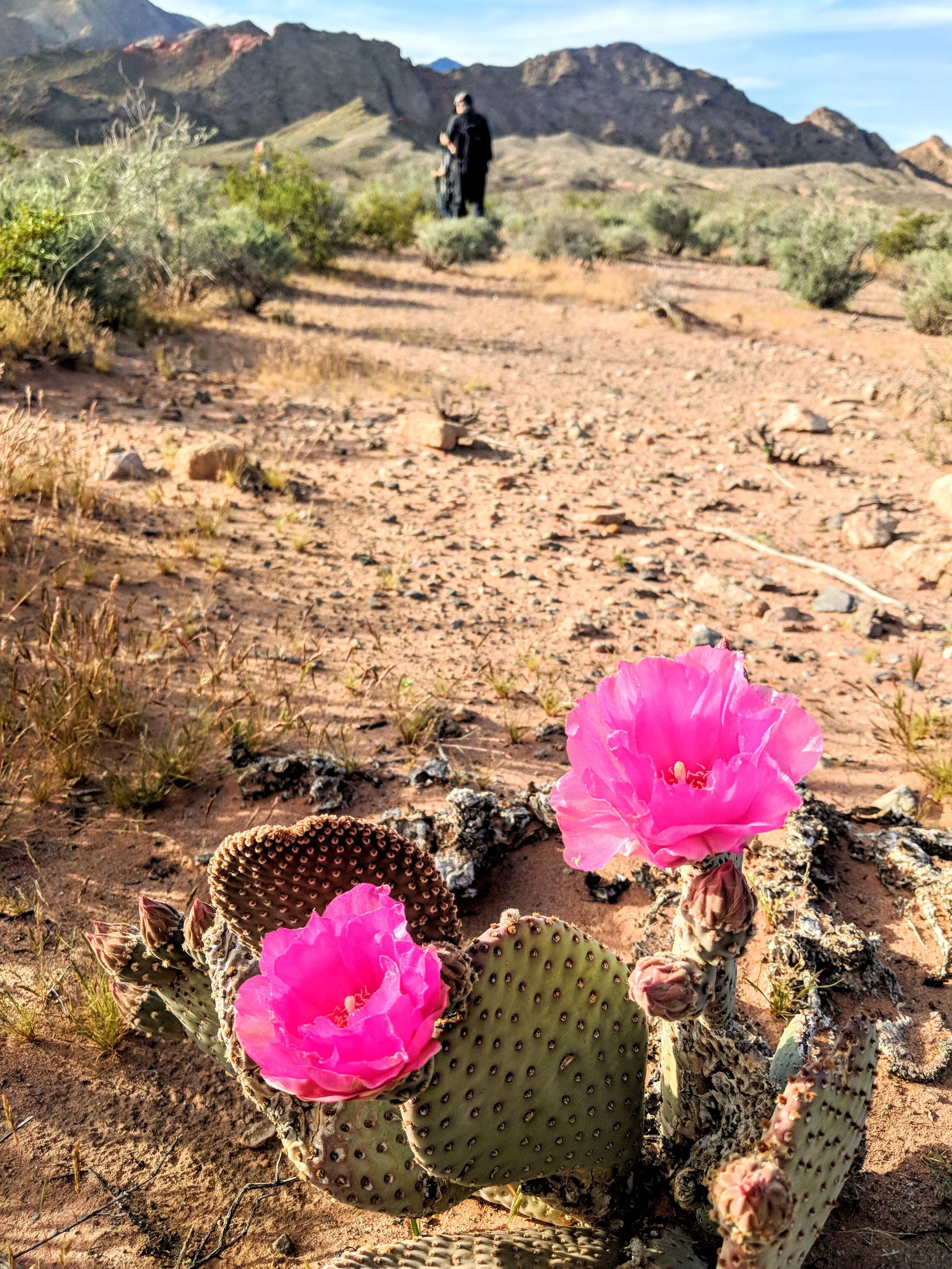 Flora - Pink - Geoff Rhodes (5).jpg