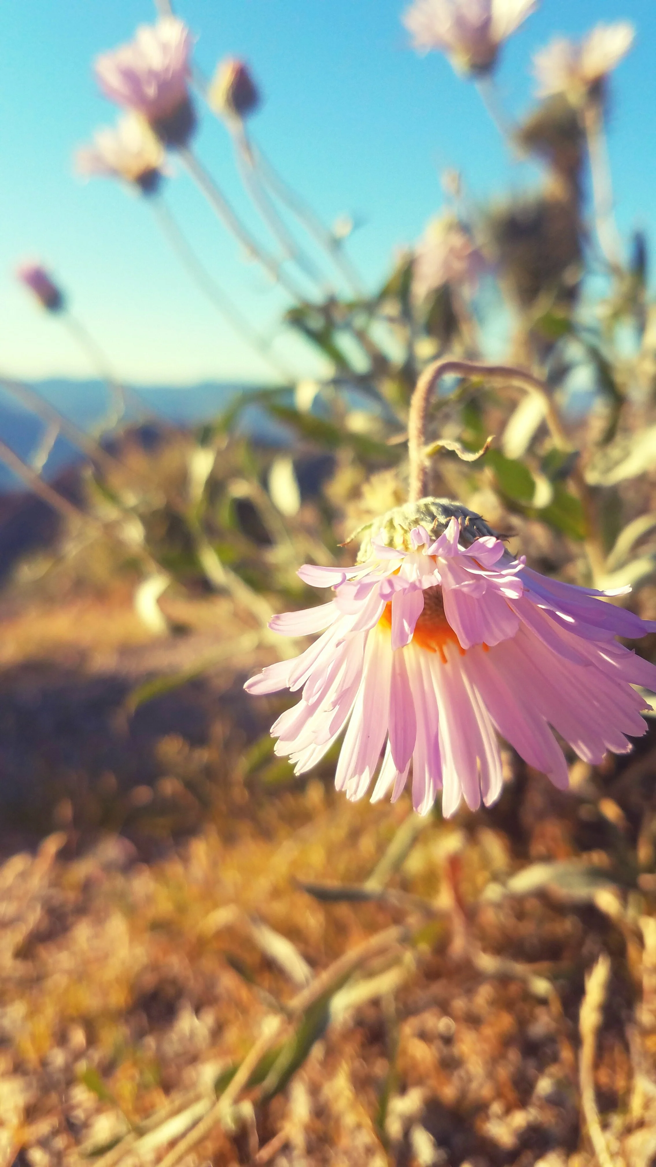 Desert Solitude - flowers - Geoff Rhodes (1).jpg