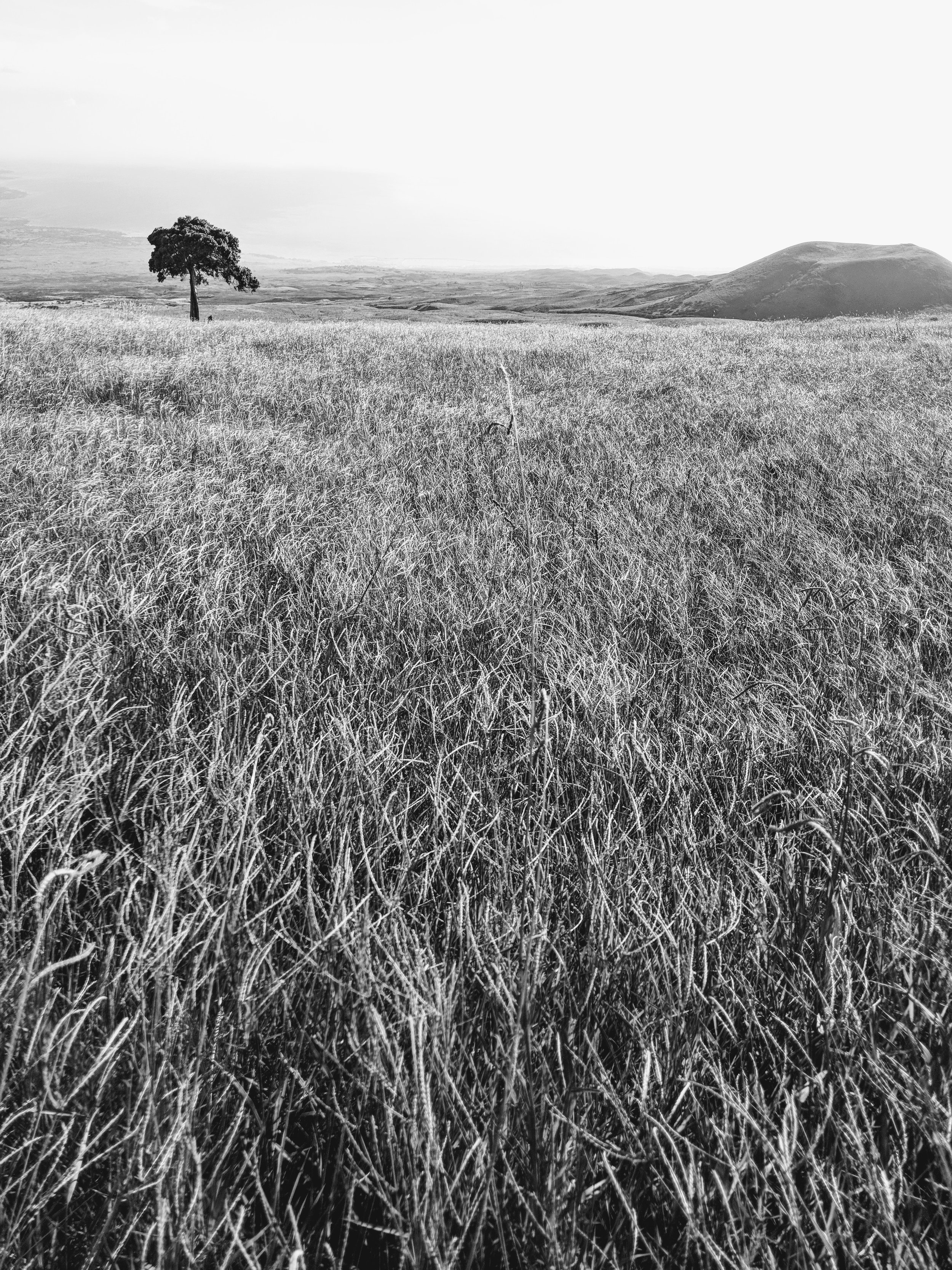 Composition - Geoff Rhodes (1).jpg