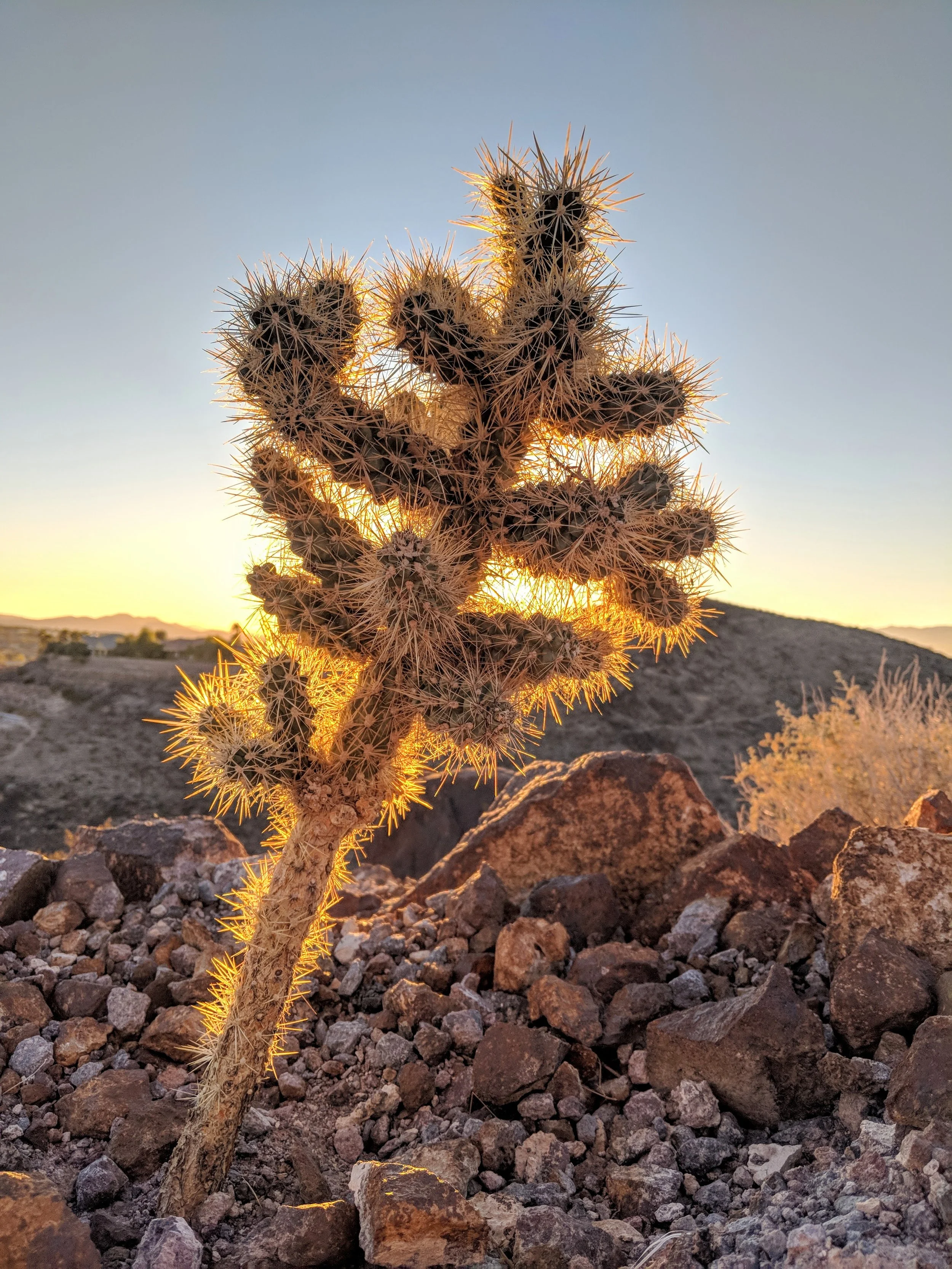 Desert Solitude - cactus - Geoff Rhodes (31).jpg