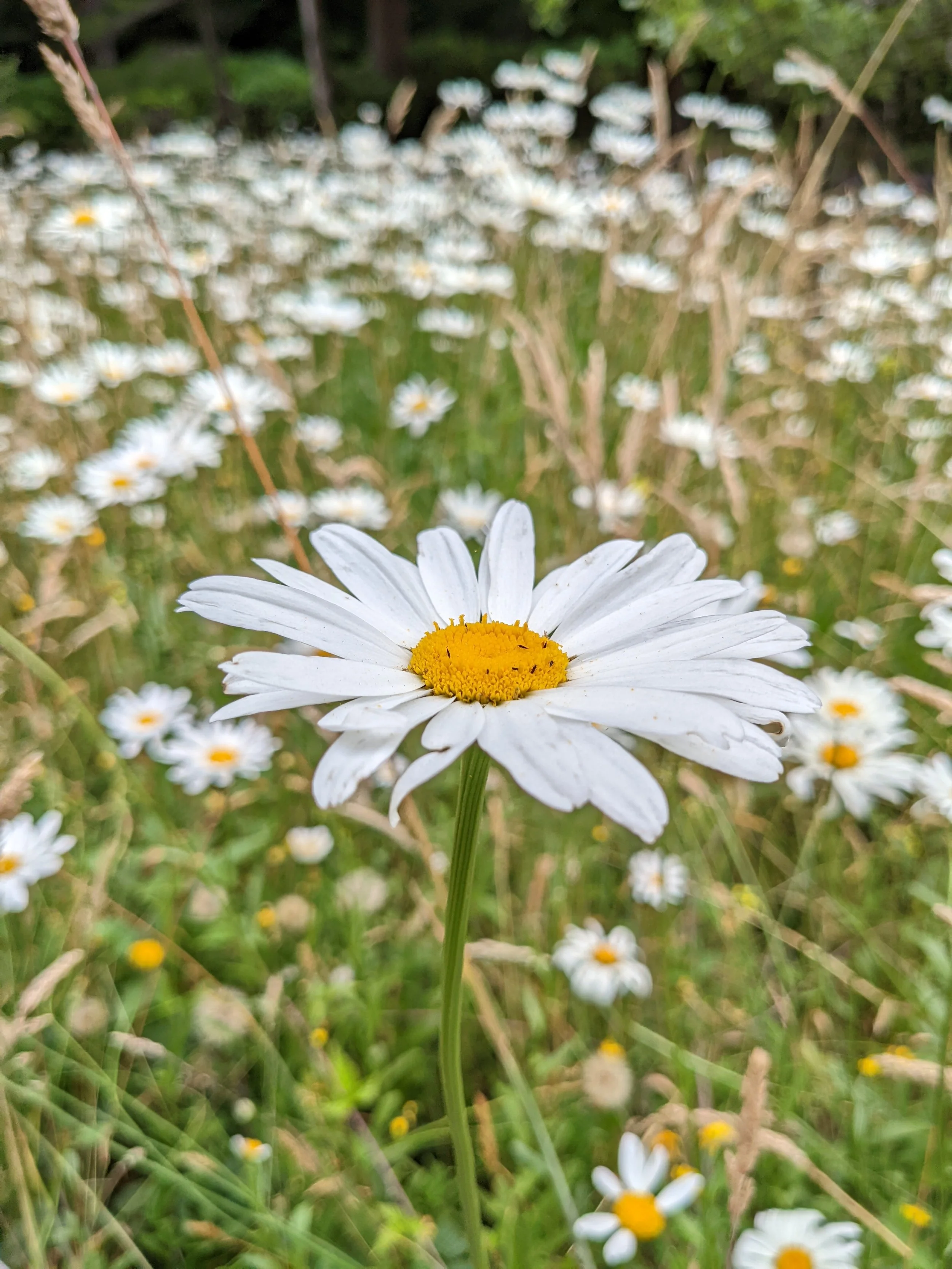 Flora - White - Geoff Rhodes (5).jpg