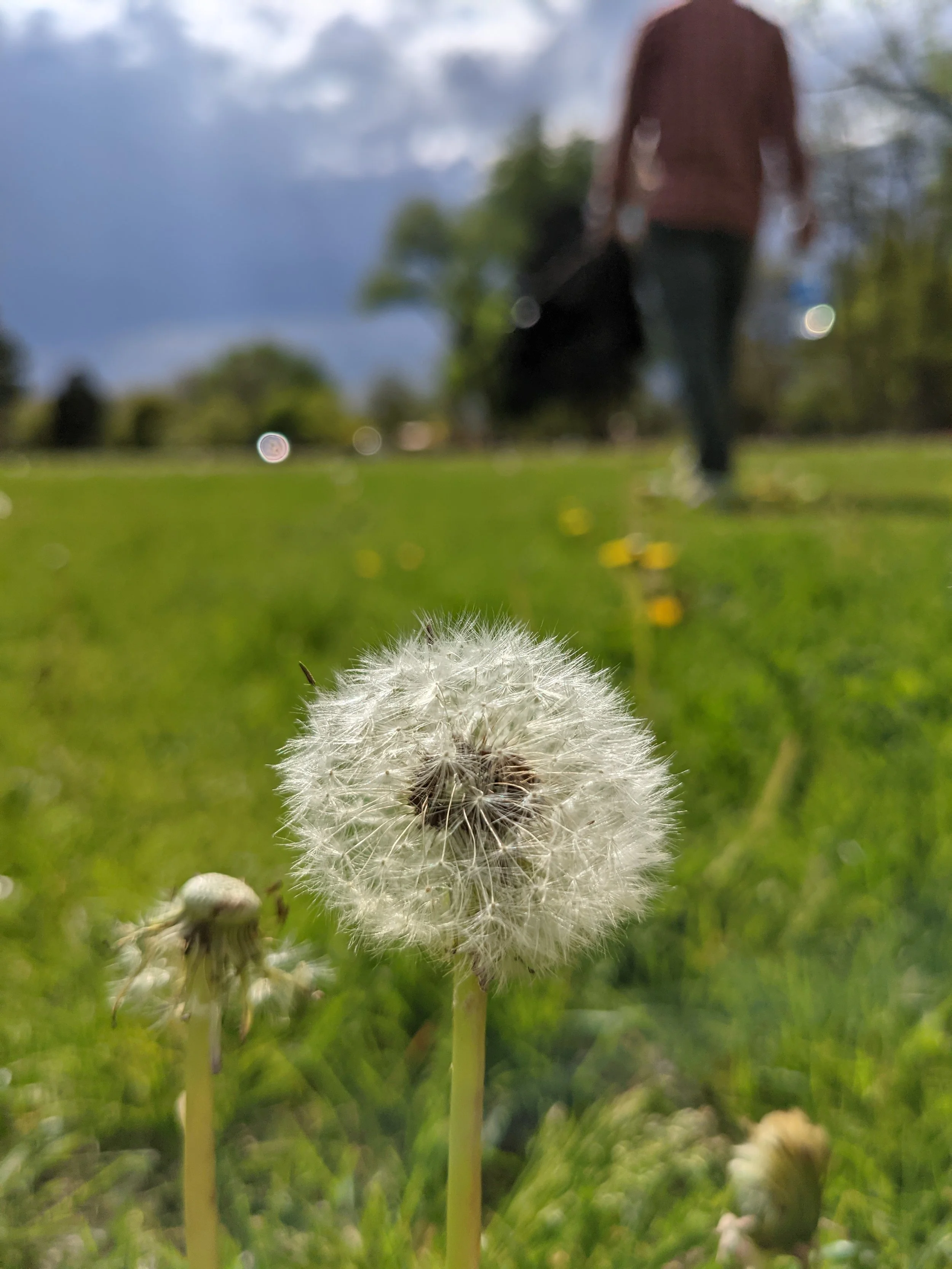 Flora - White - Geoff Rhodes (4).jpg