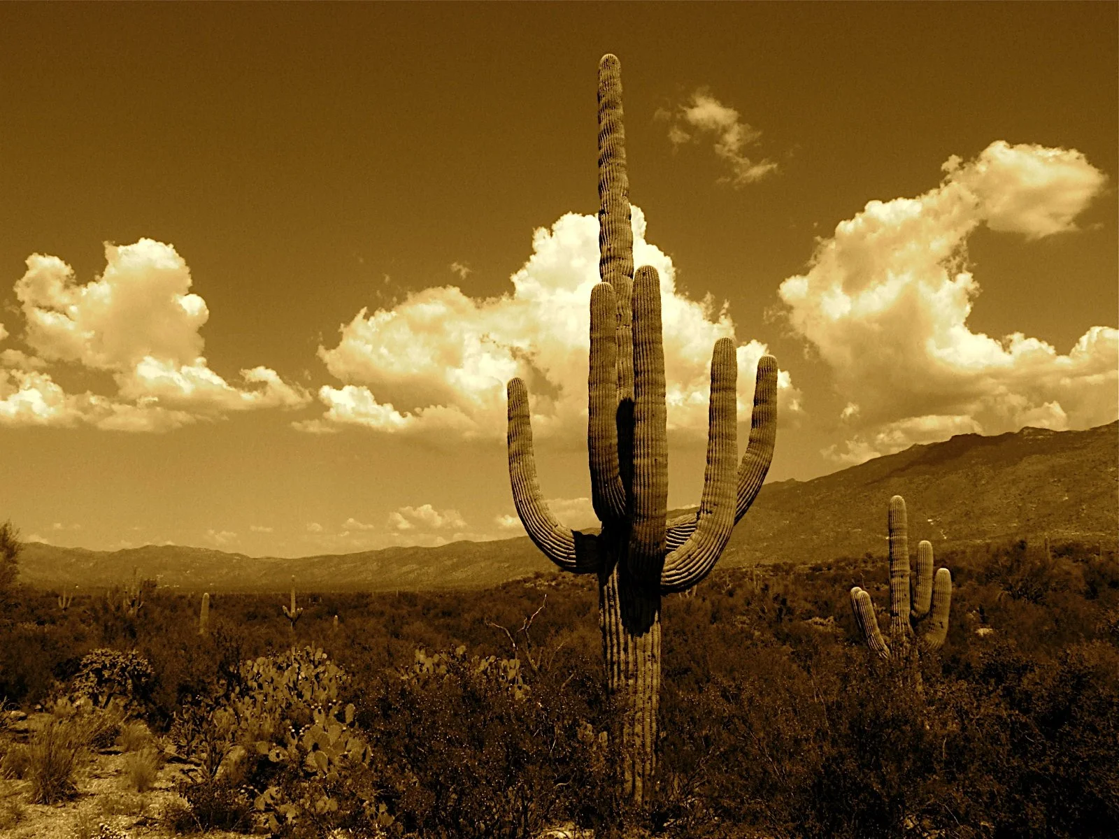 Desert Solitude - cactus - Geoff Rhodes (21).JPG