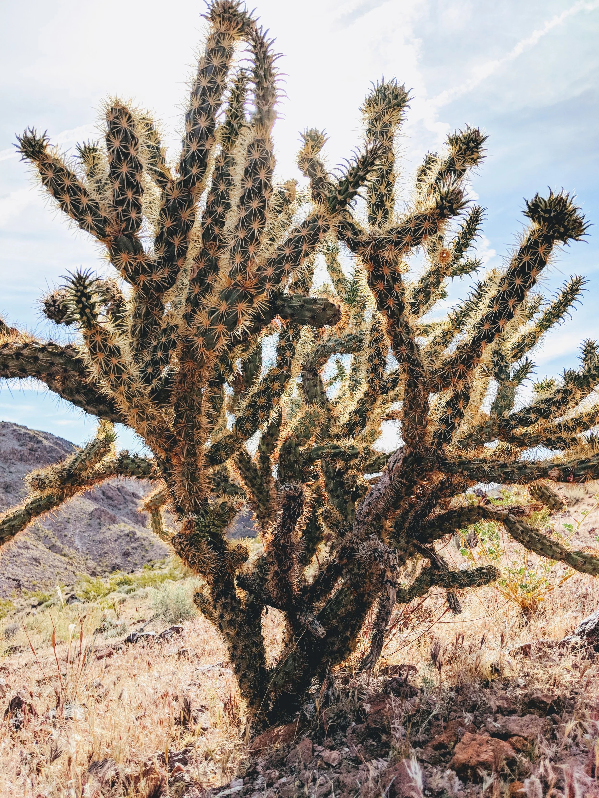 Desert Solitude - cactus - Geoff Rhodes (4).jpg