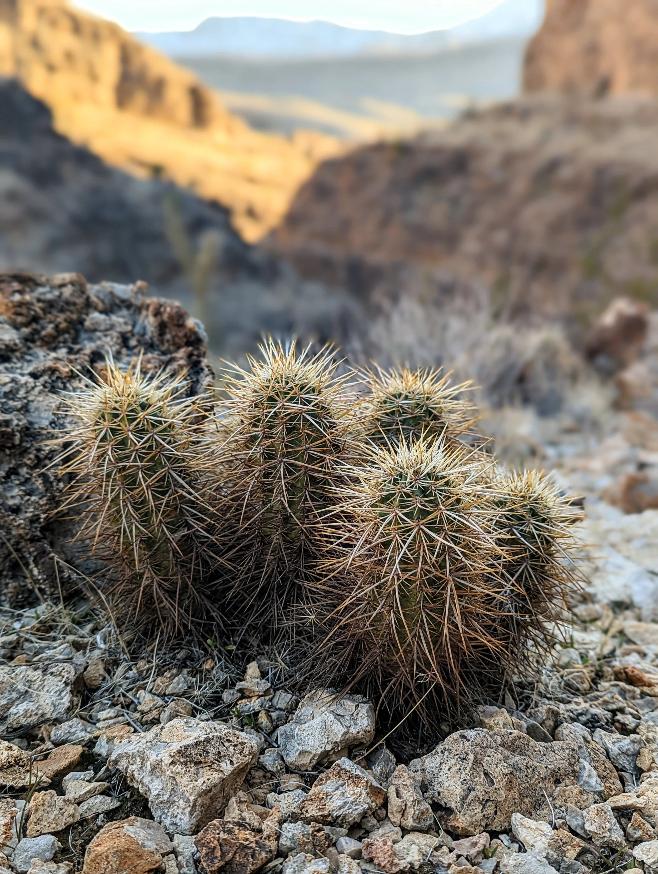 Desert Solitude - cactus - Geoff Rhodes (13).jpg