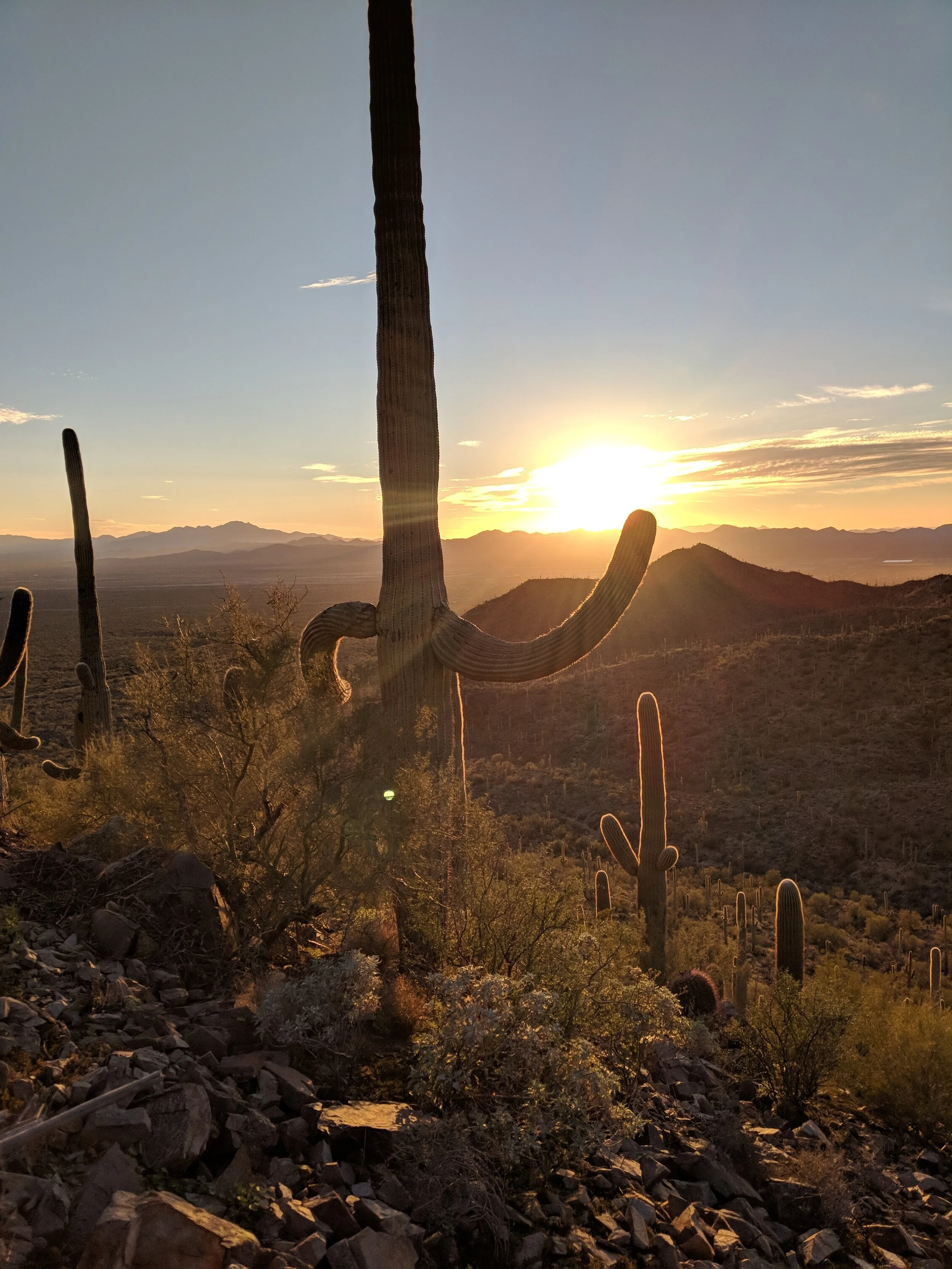 Desert Solitude - cactus - Geoff Rhodes (23).jpg