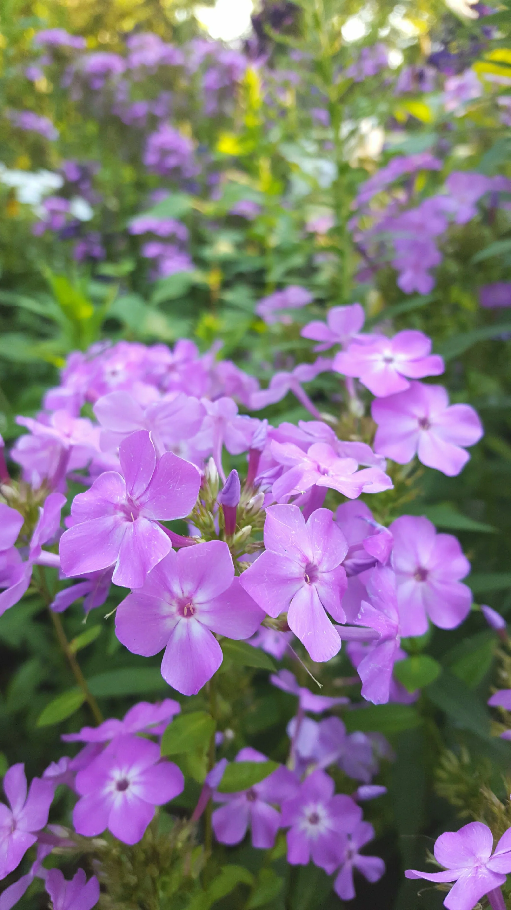 Flora - purple - Geoff Rhodes (4).jpg